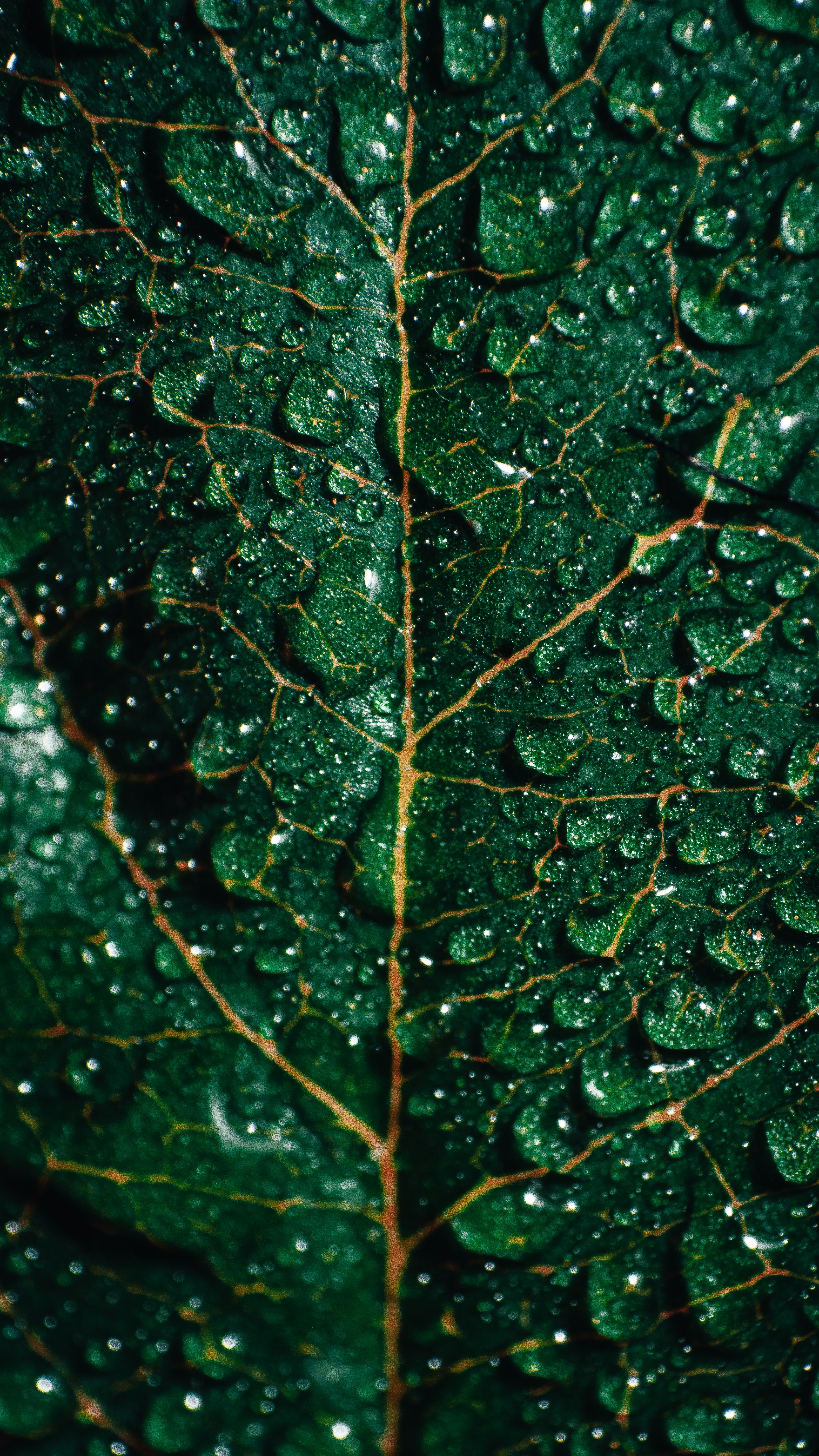 green, drops, macro, wet, surface, leaflet cellphone