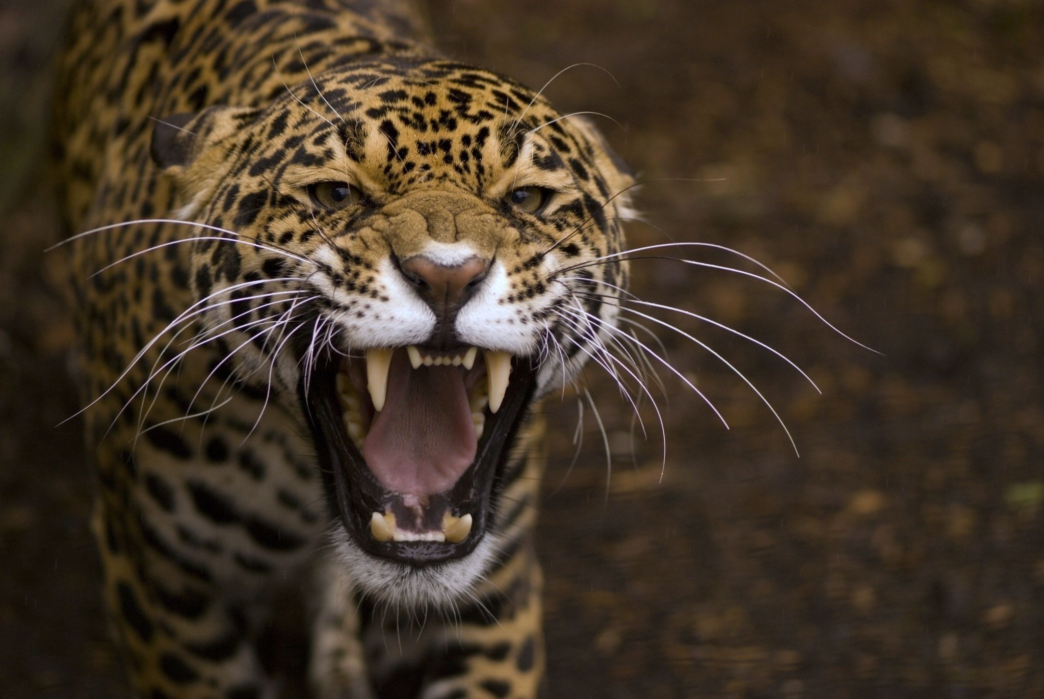 146731 Hintergrundbild herunterladen tiere, jaguar, aggression, grinsen, grin, schnauze, raubtier, predator, zorn, wut - Bildschirmschoner und Bilder kostenlos