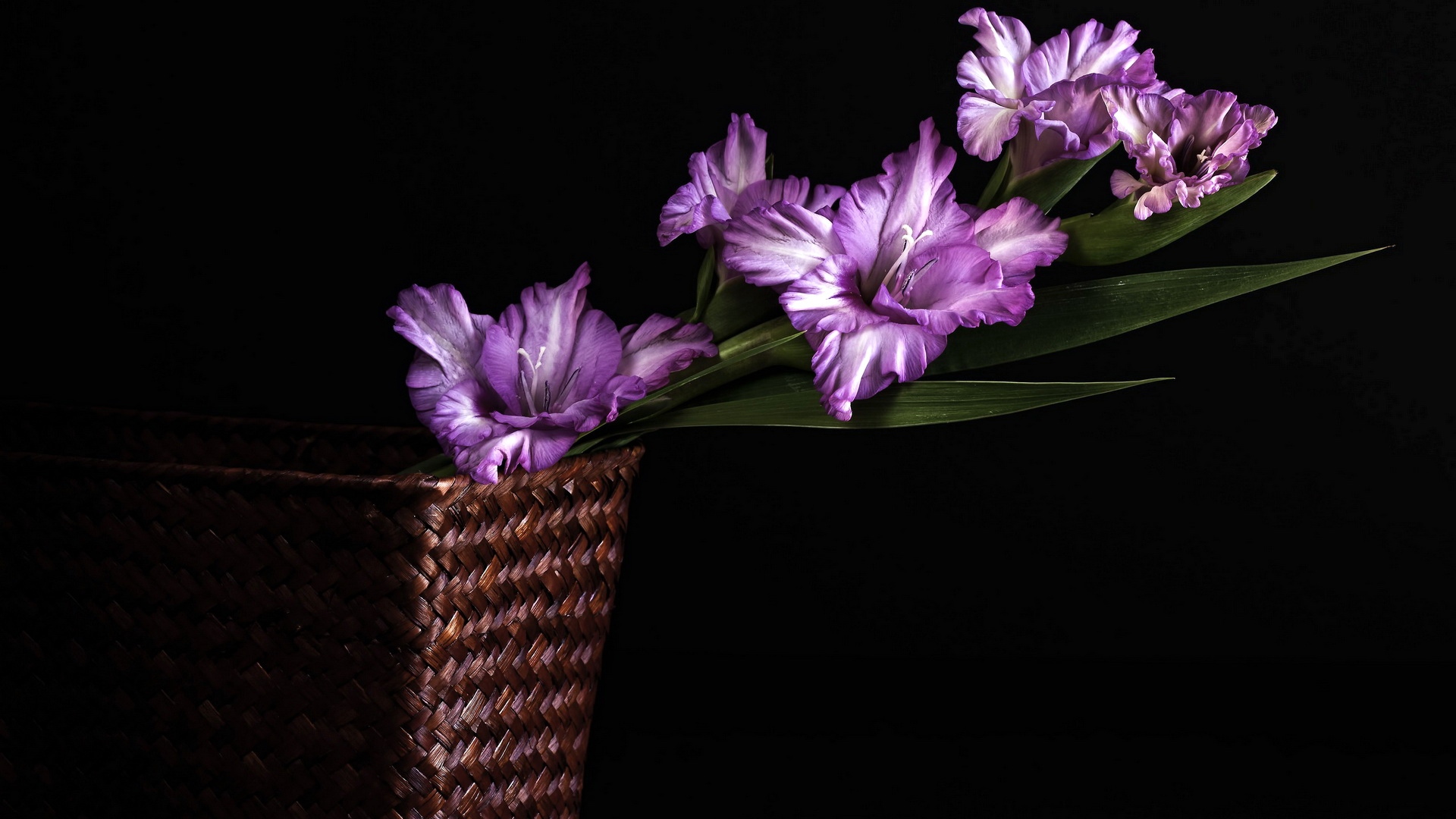 Widescreen image purple flower, flower, flowers, earth