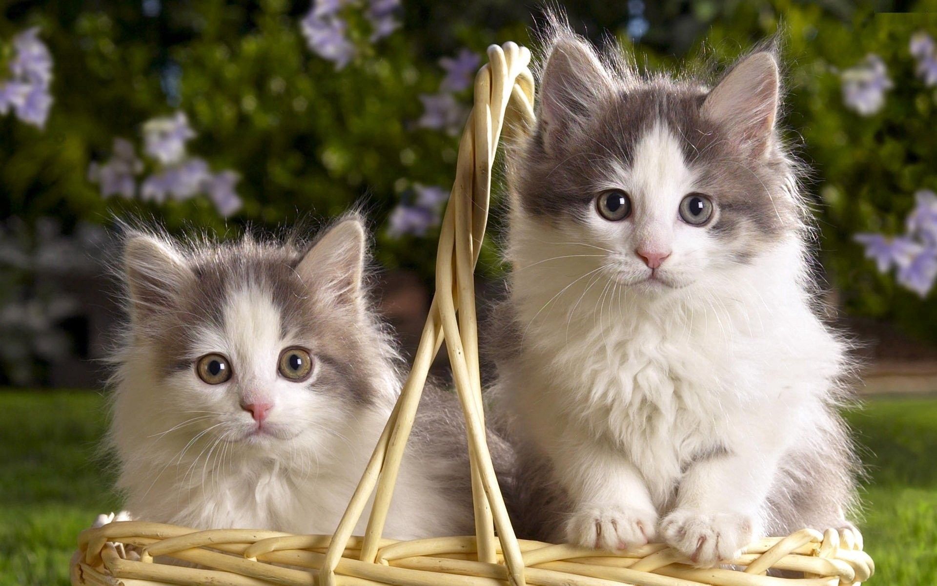 kittens, animals, fluffy, couple, pair, basket for android