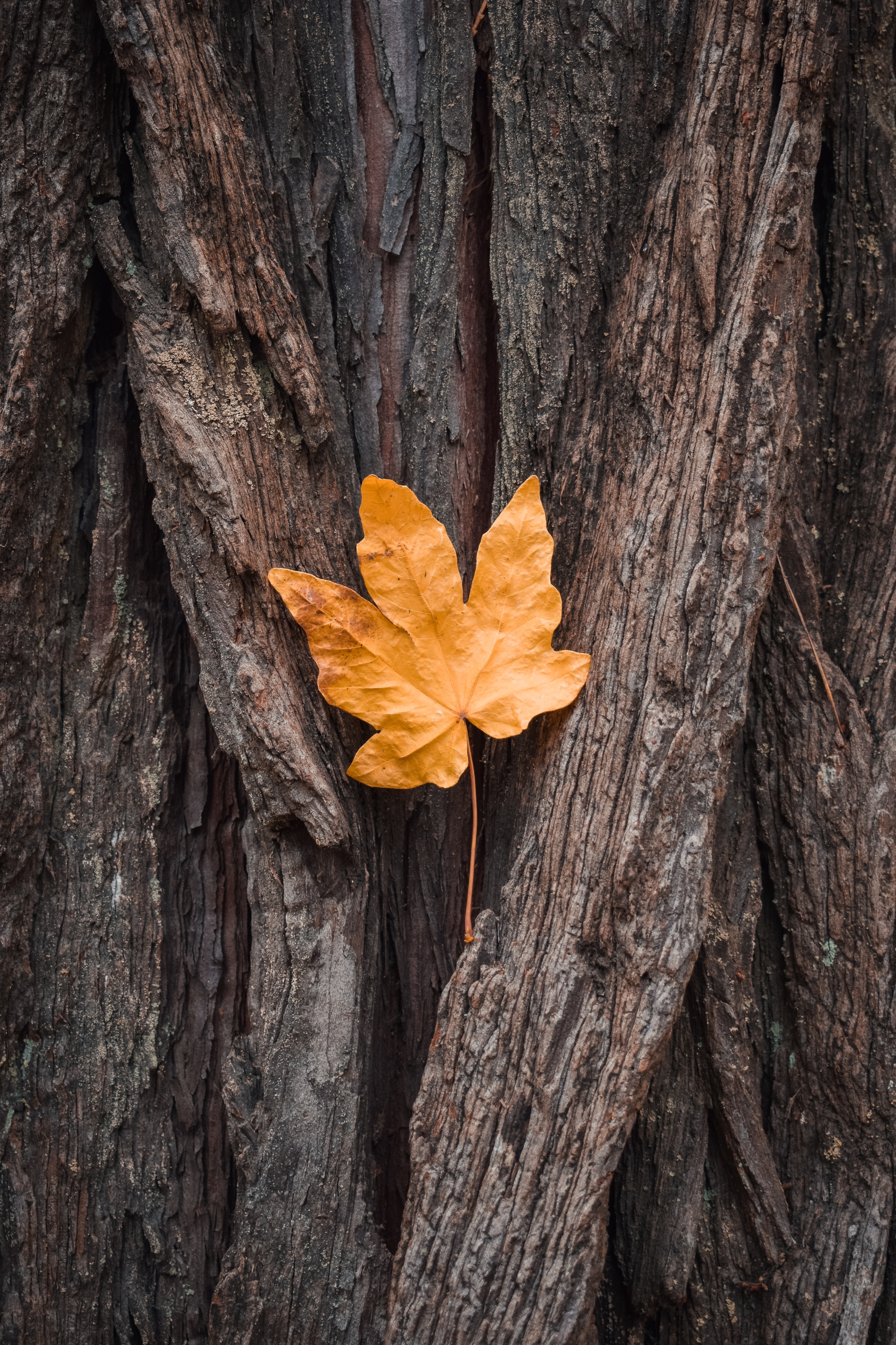leaf, sheet, nature, autumn, maple, wood, tree, bark