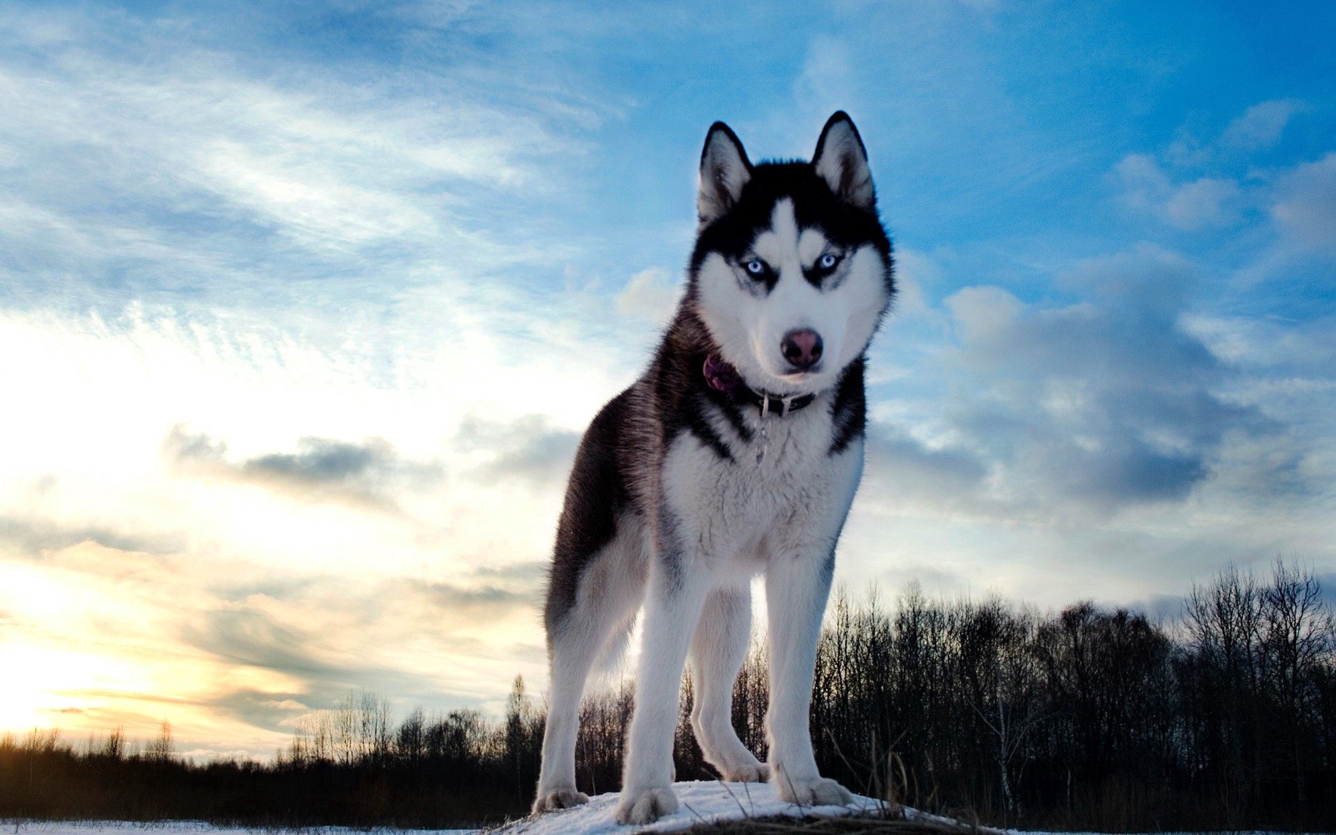 102514 download wallpaper animals, dog, muzzle, spotted, spotty, sight, opinion, husky screensavers and pictures for free