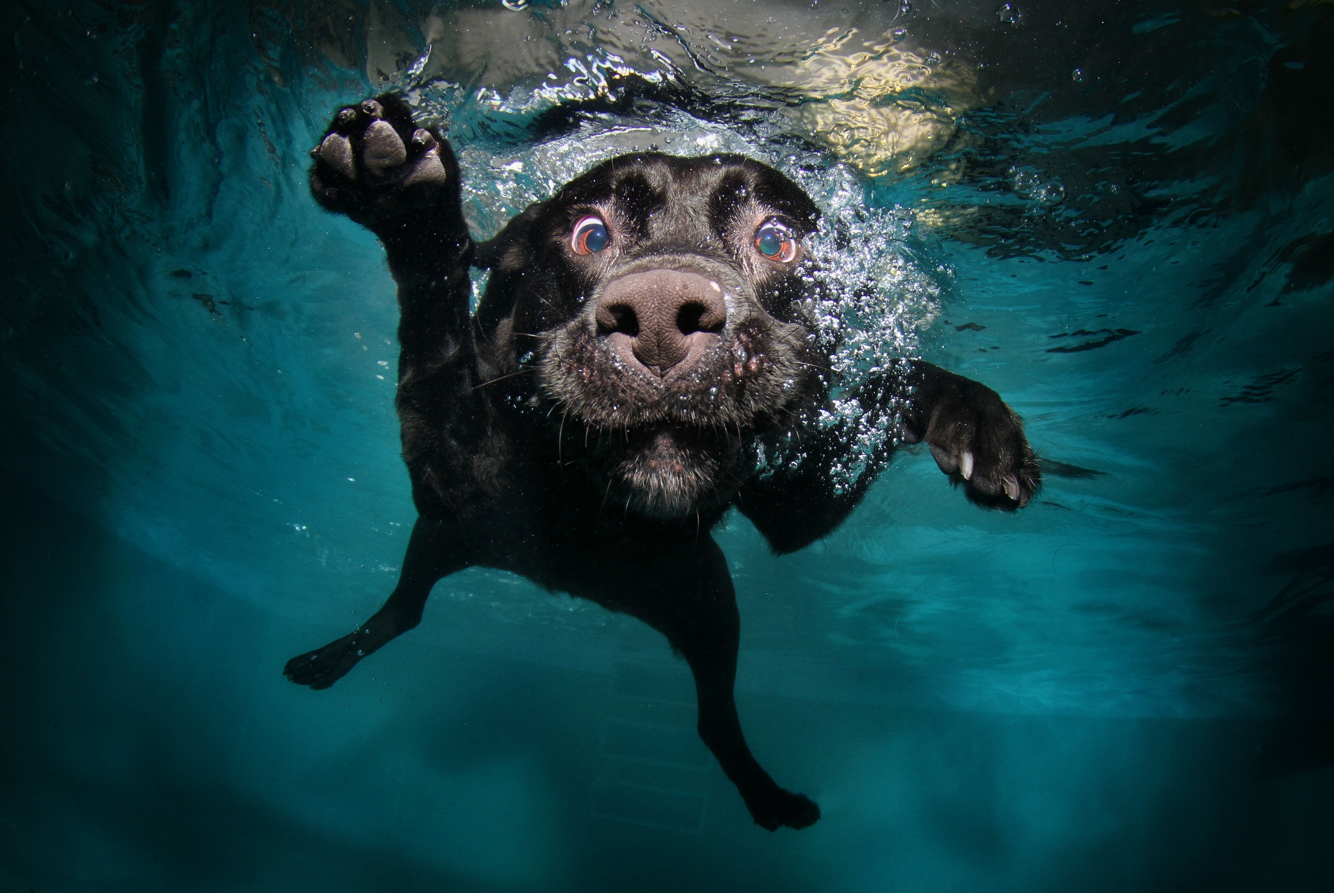 70713 download wallpaper water, animals, black, dog, under water, underwater, swims, floats screensavers and pictures for free