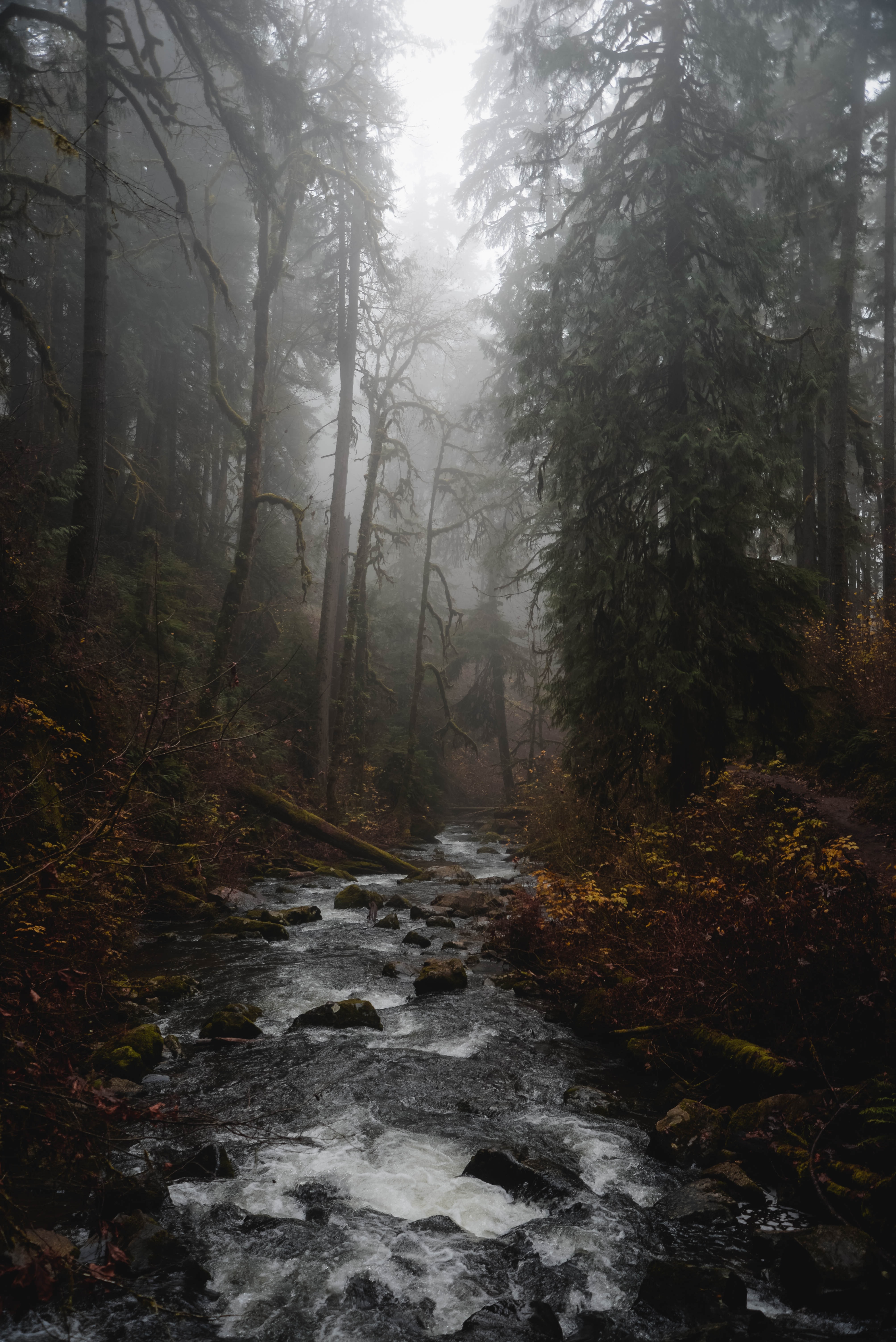 Laden Sie das Natur, Flüsse, Bäume, Wald, Nebel, Brook, Bach-Bild kostenlos auf Ihren PC-Desktop herunter
