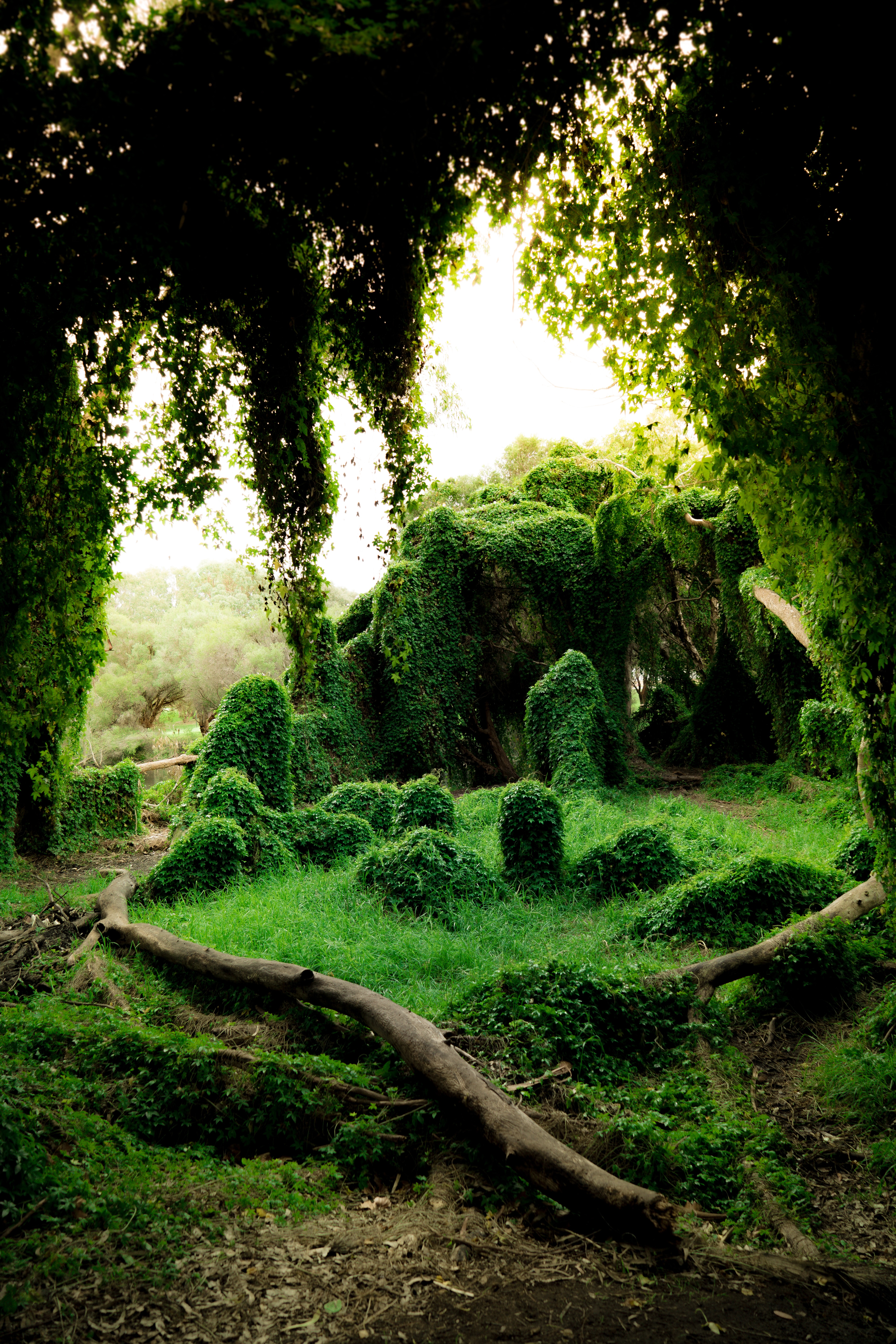 116166 Screensavers and Wallpapers Greens for phone. Download nature, trees, grass, bush, greens, ivy pictures for free