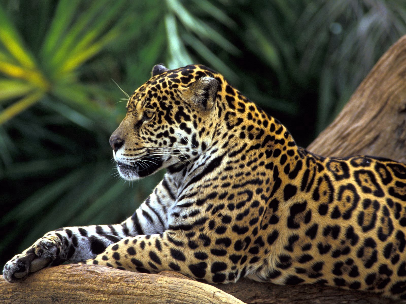 141926 économiseurs d'écran et fonds d'écran Jaguar sur votre téléphone. Téléchargez à pois, animaux, asseoir, s’asseoir images gratuitement