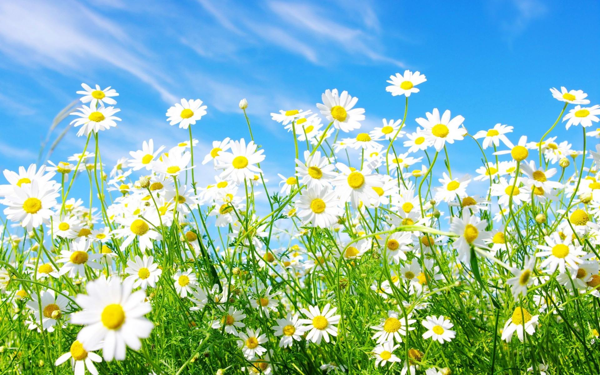 earth, chamomile, flower, white flower 1080p