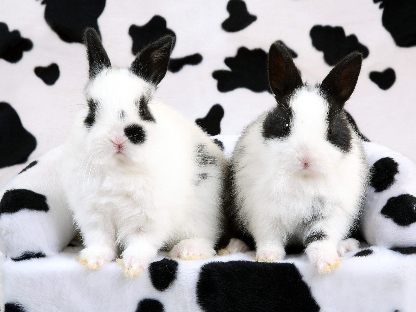 Handy-Wallpaper Tiere, Nagetiere, Kaninchen kostenlos herunterladen.