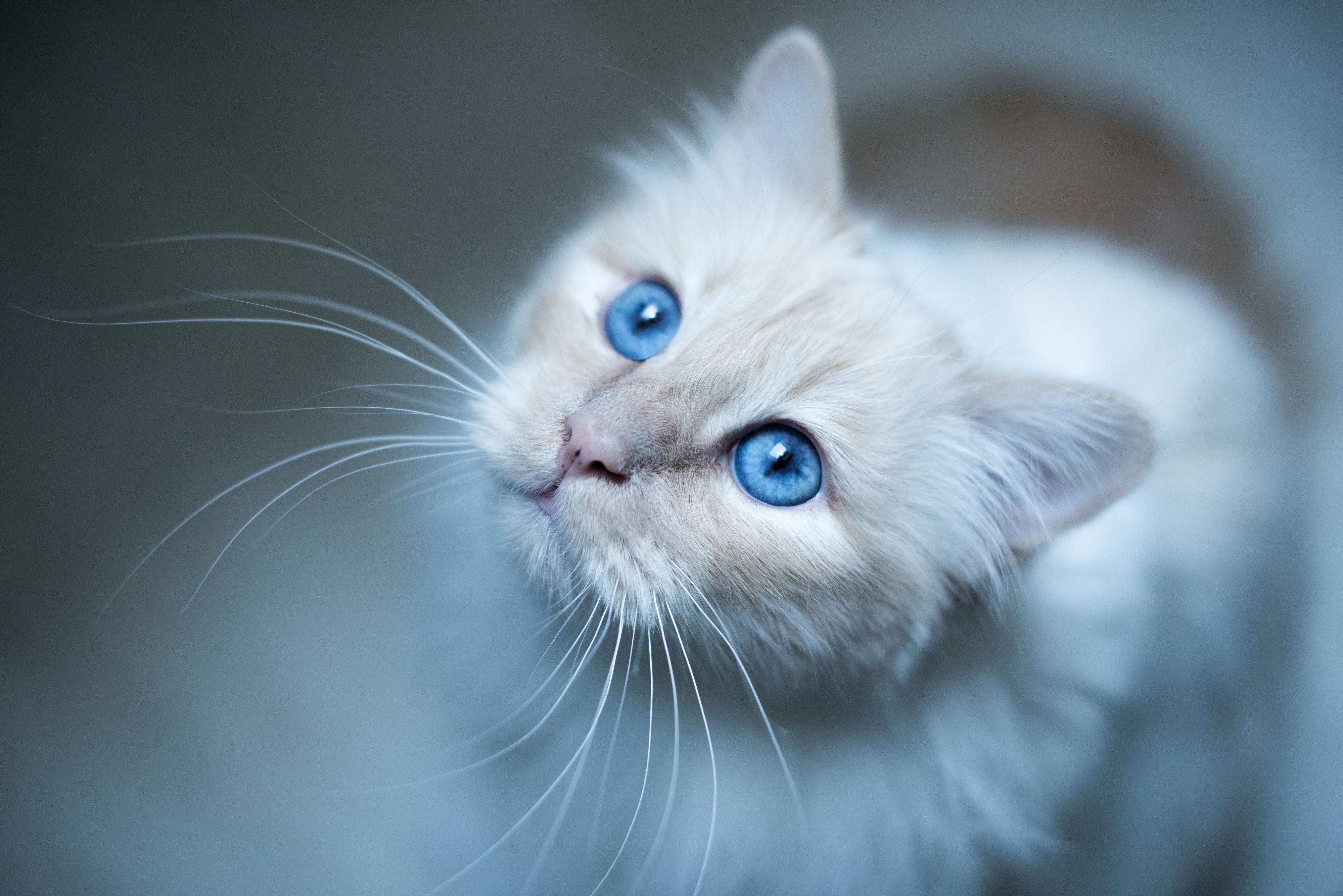 120154 télécharger le fond d'écran yeux bleus, chat, animaux, museau, muselière, aux yeux bleus, chat birman - économiseurs d'écran et images gratuitement