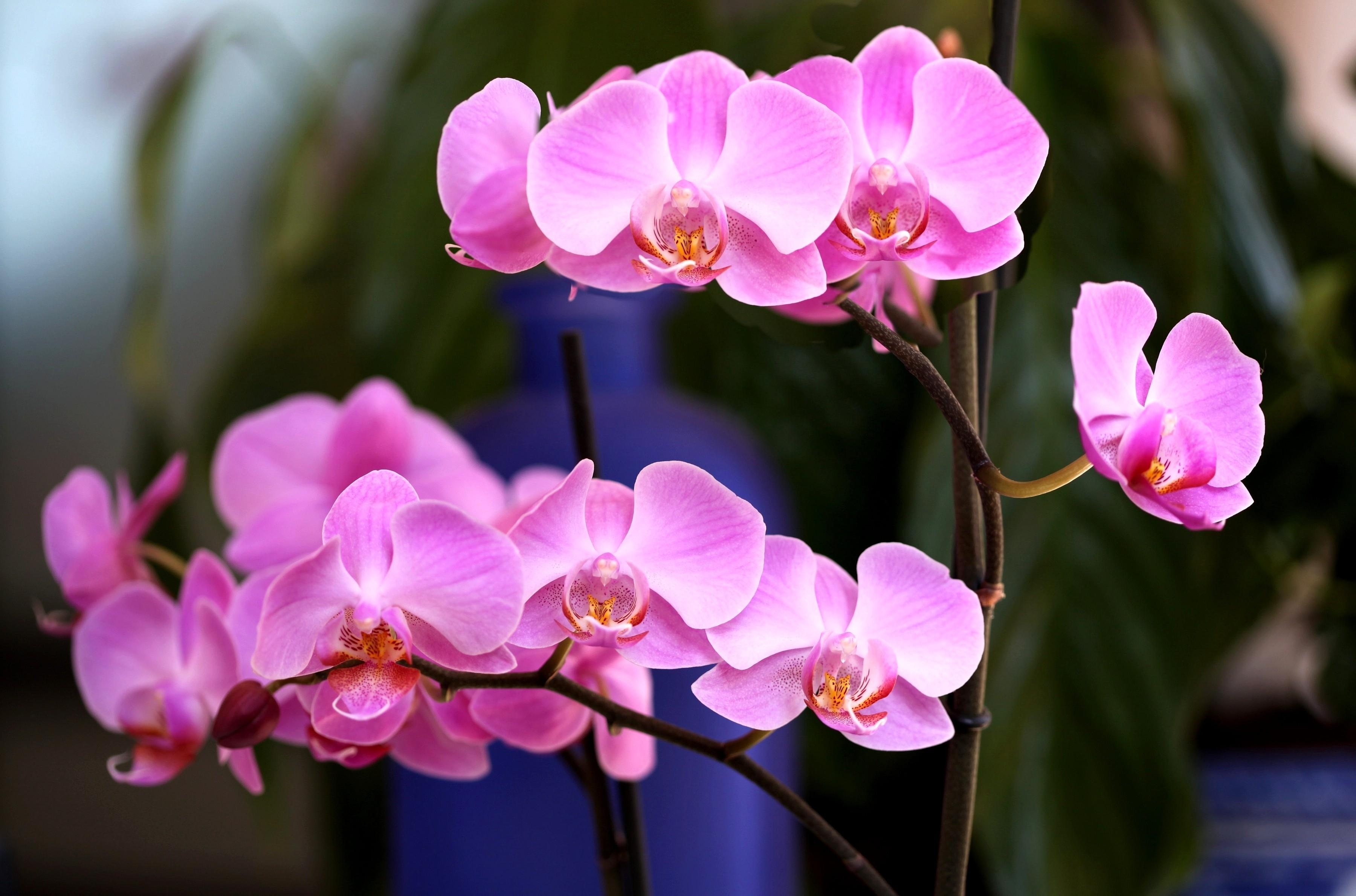 77732 Bildschirmschoner und Hintergrundbilder Ast auf Ihrem Telefon. Laden Sie rosa, zweig, orchidee, nahansicht Bilder kostenlos herunter