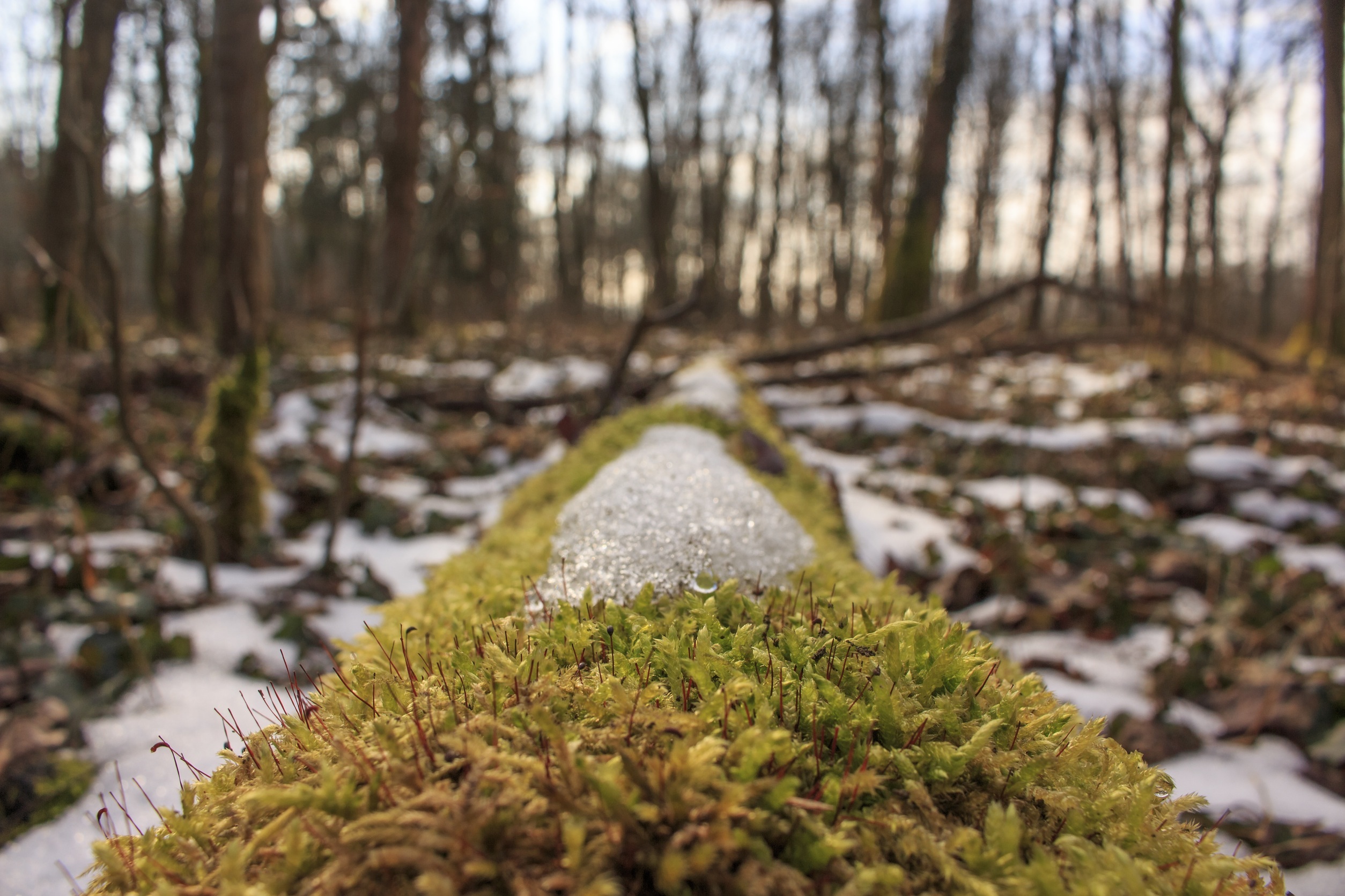 Laden Sie das Natur, Grass, Schnee, Wald, Moos, Moss, Frühling-Bild kostenlos auf Ihren PC-Desktop herunter
