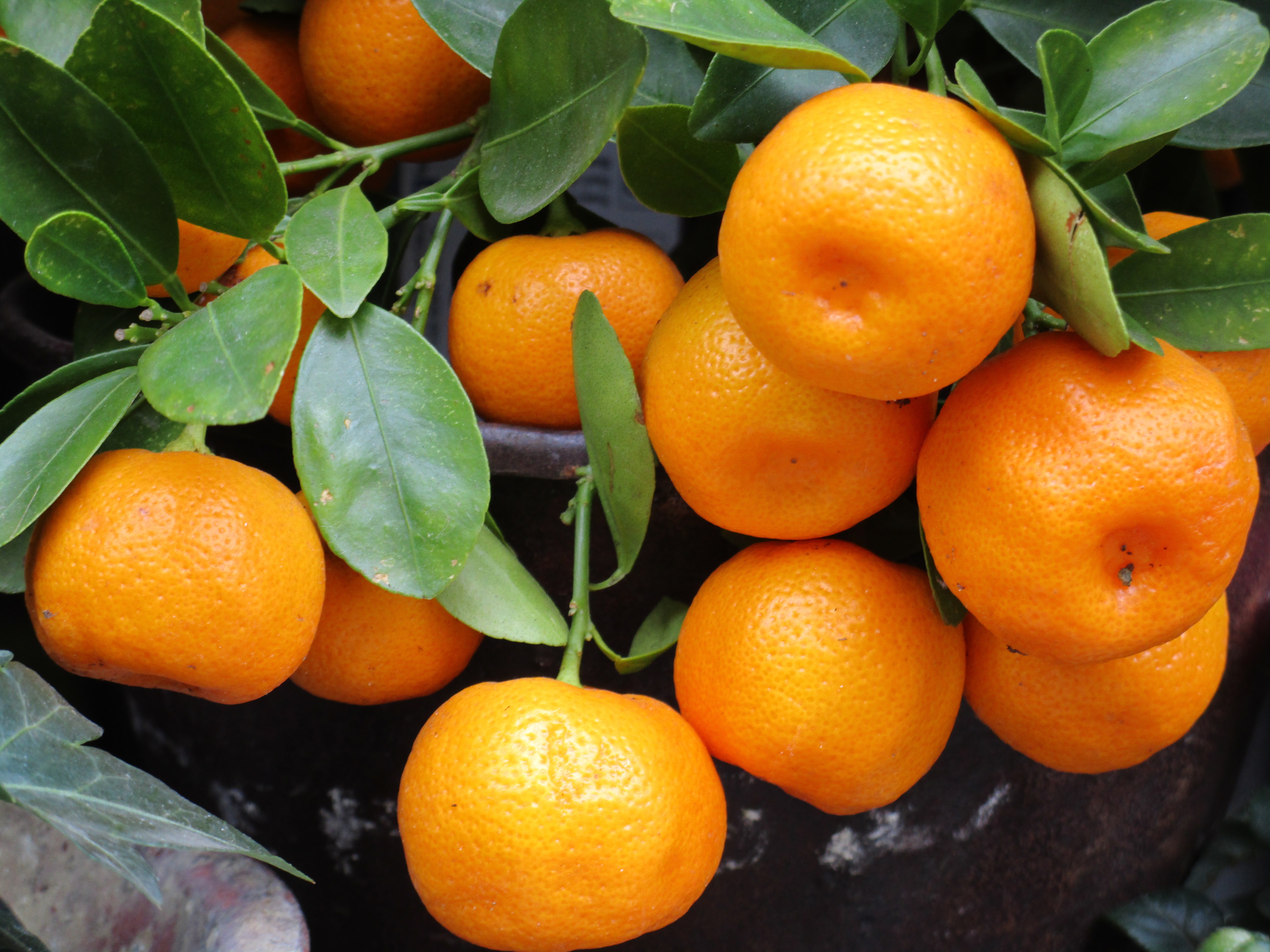 Best Tangerines wallpapers for phone screen