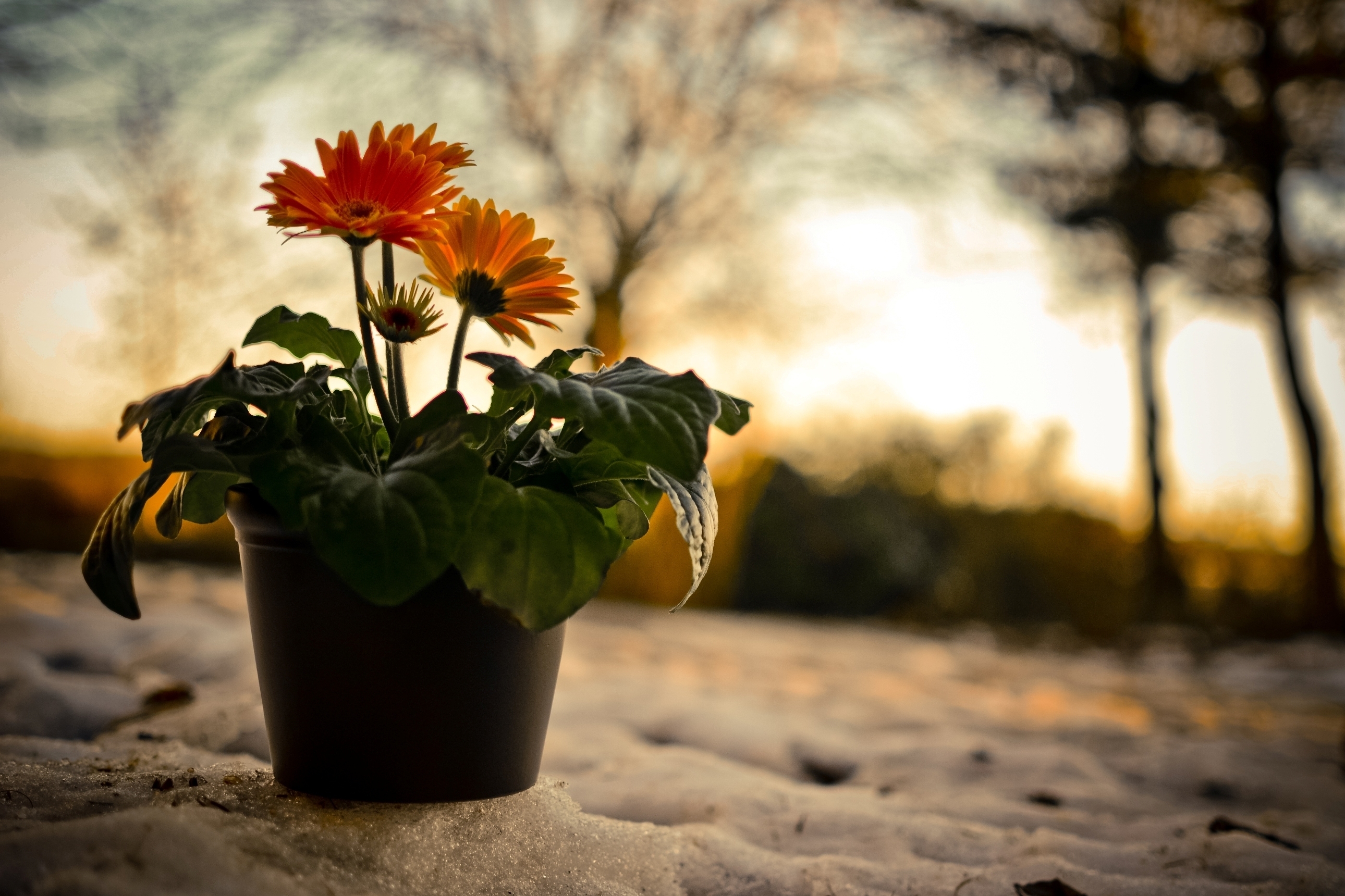 64071 download wallpaper nature, flowers, sunset, snow, gerberas, evening, pot screensavers and pictures for free