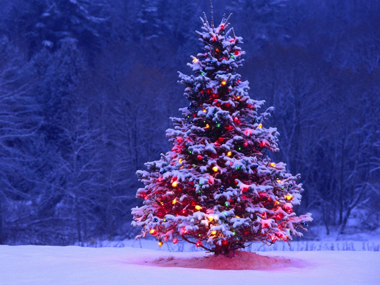 30326 скачать обои елки, праздники, деревья, новый год (new year), синие - заставки и картинки бесплатно