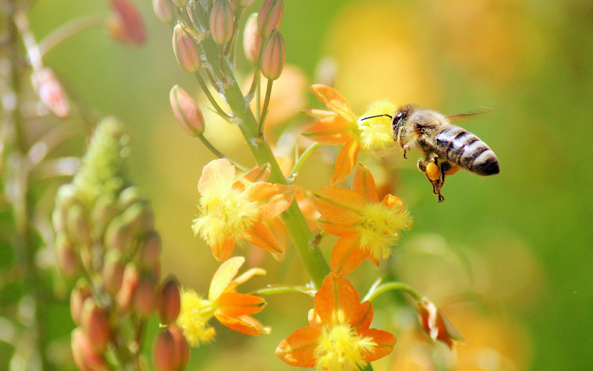 110374 Screensavers and Wallpapers Bee for phone. Download grass, plant, macro, flight, bee pictures for free