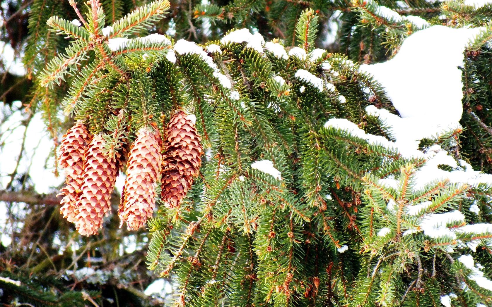 winter, nature, cones, snow, branches, spruce, fir, thorns, prickles