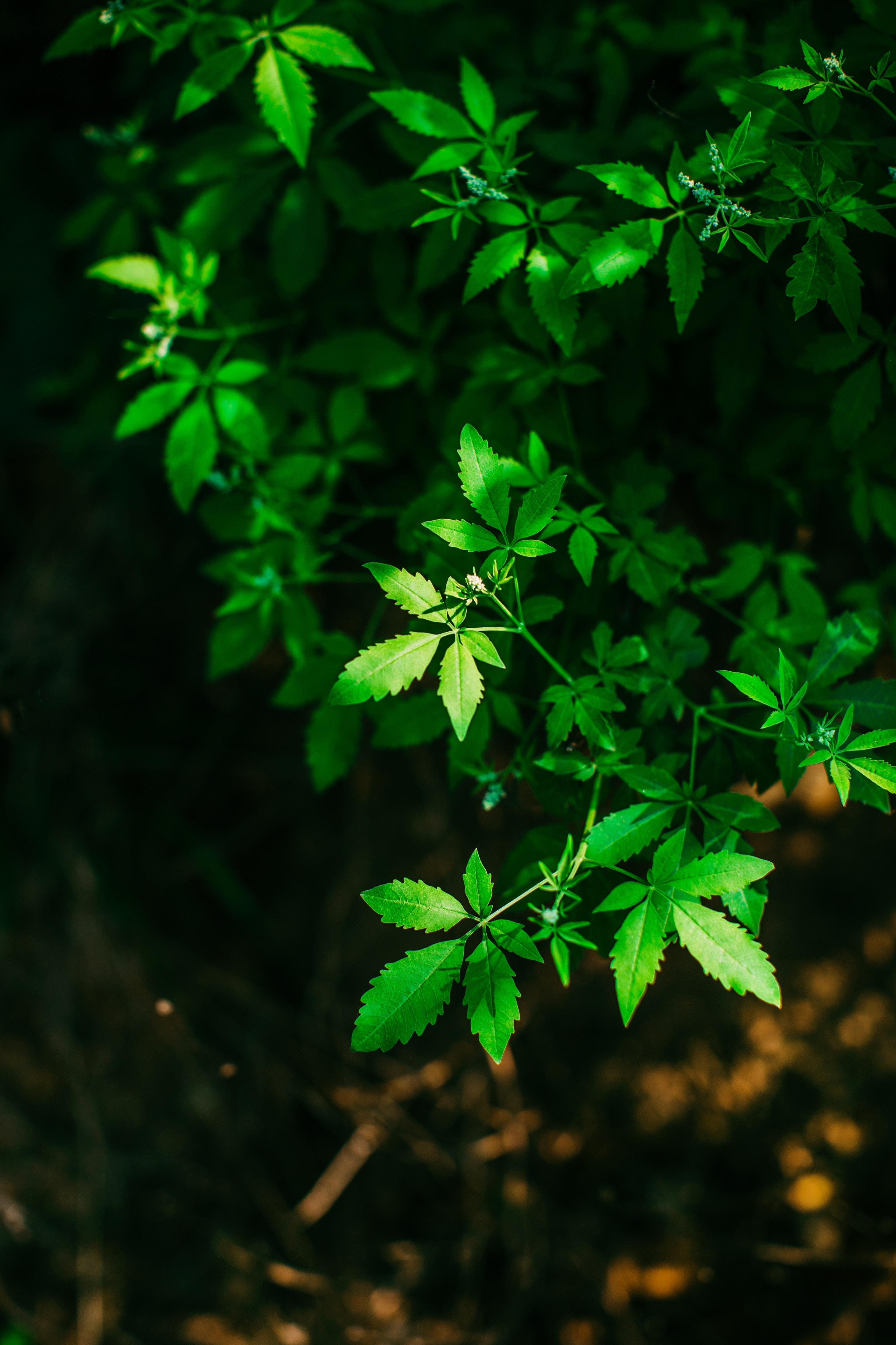 blur, green, carved, leaves, plant, macro, smooth, branches