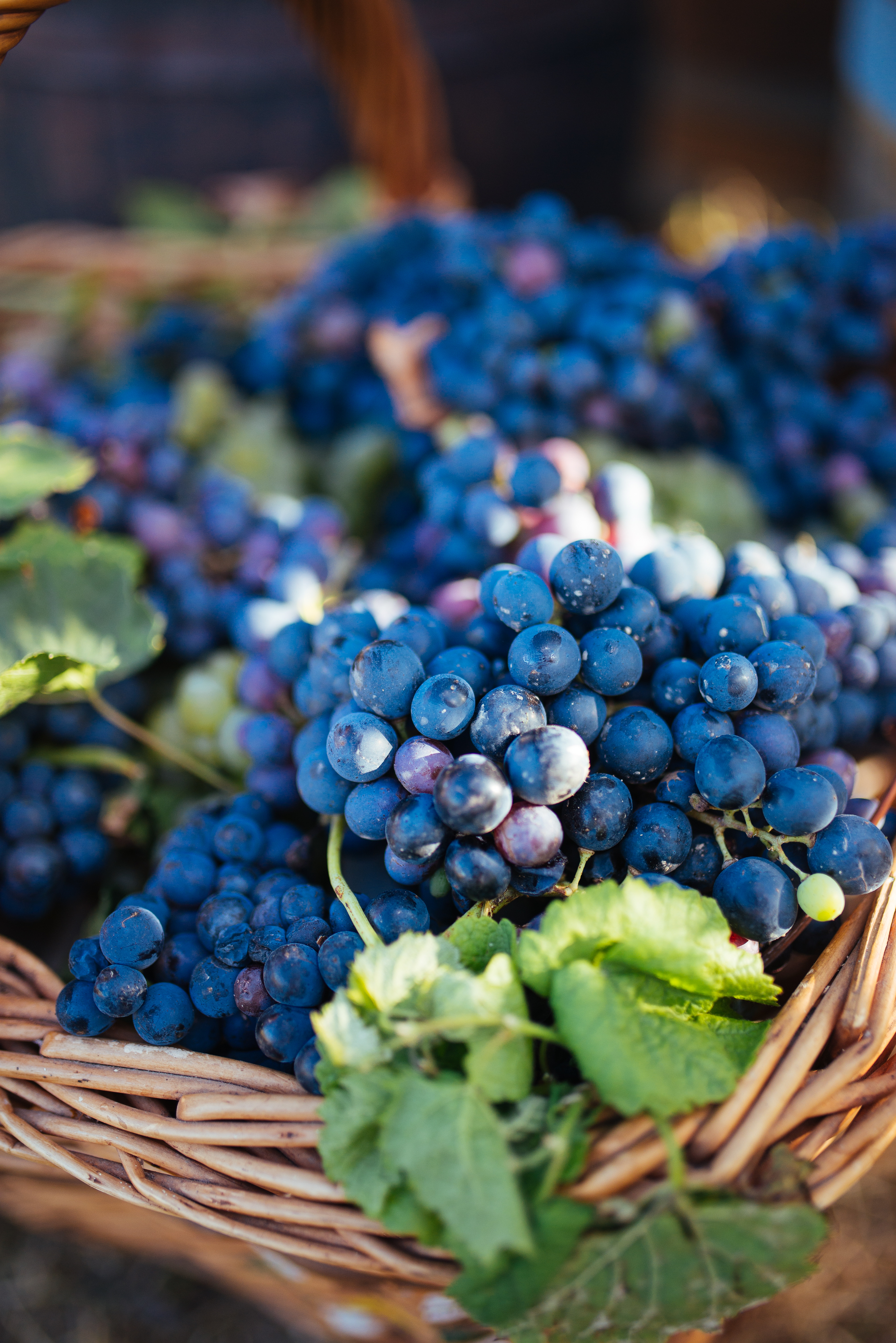 grapes, food, leaves, vine, fruit, basket