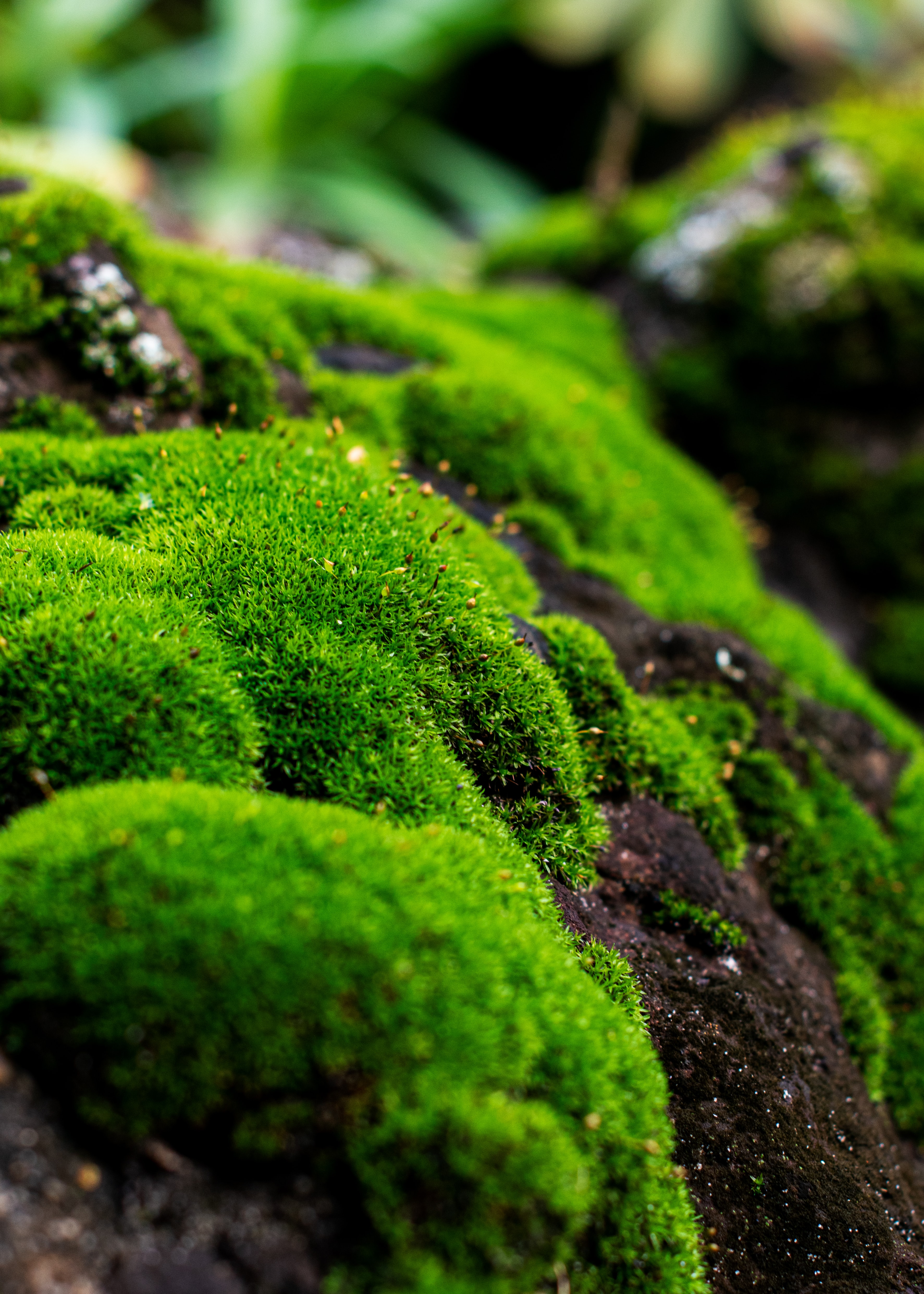 lichen, macro, plant HD Mobile