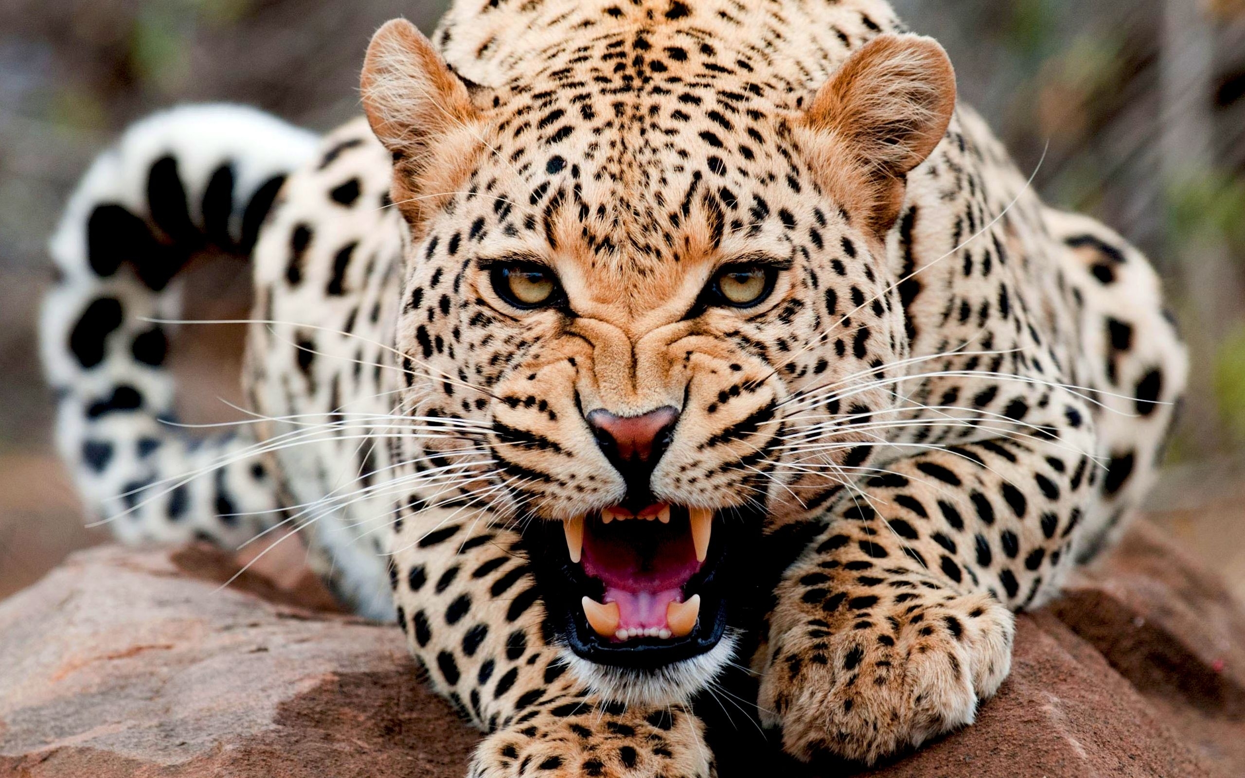 29484 descargar fondo de pantalla leopardos, animales, naranja: protectores de pantalla e imágenes gratis