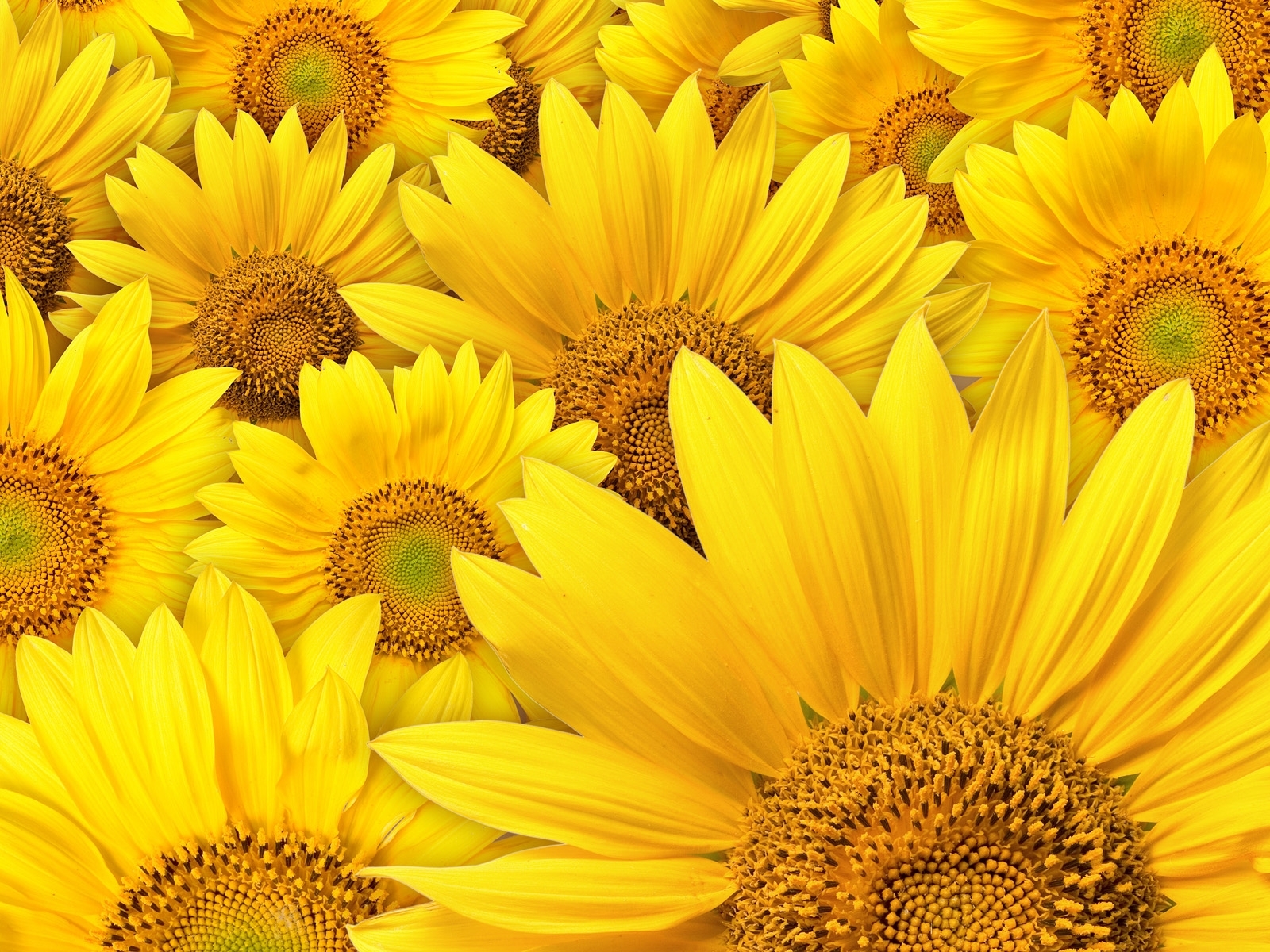 sunflowers, plants, background, yellow