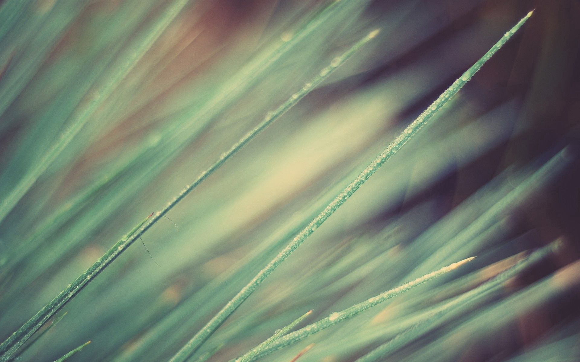 grass, macro, shine, light, lines, obliquely images