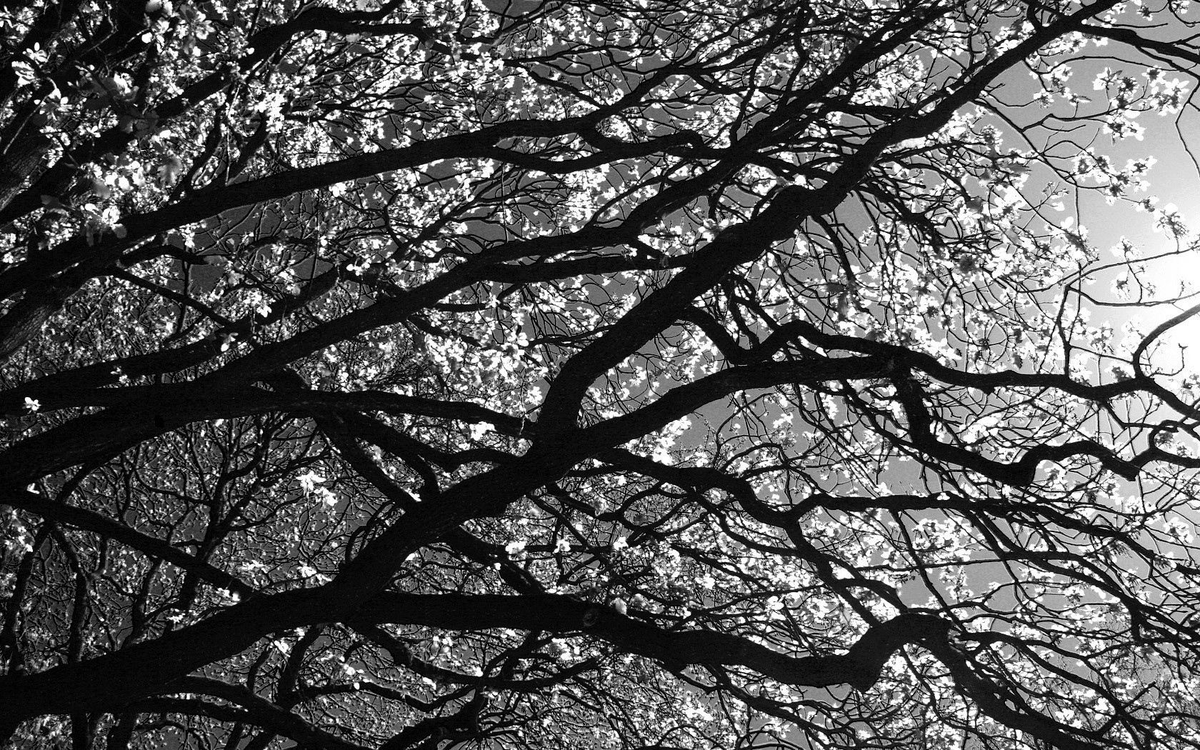 59858 Screensavers and Wallpapers Black And White for phone. Download nature, wood, tree, branches, branch, black and white pictures for free