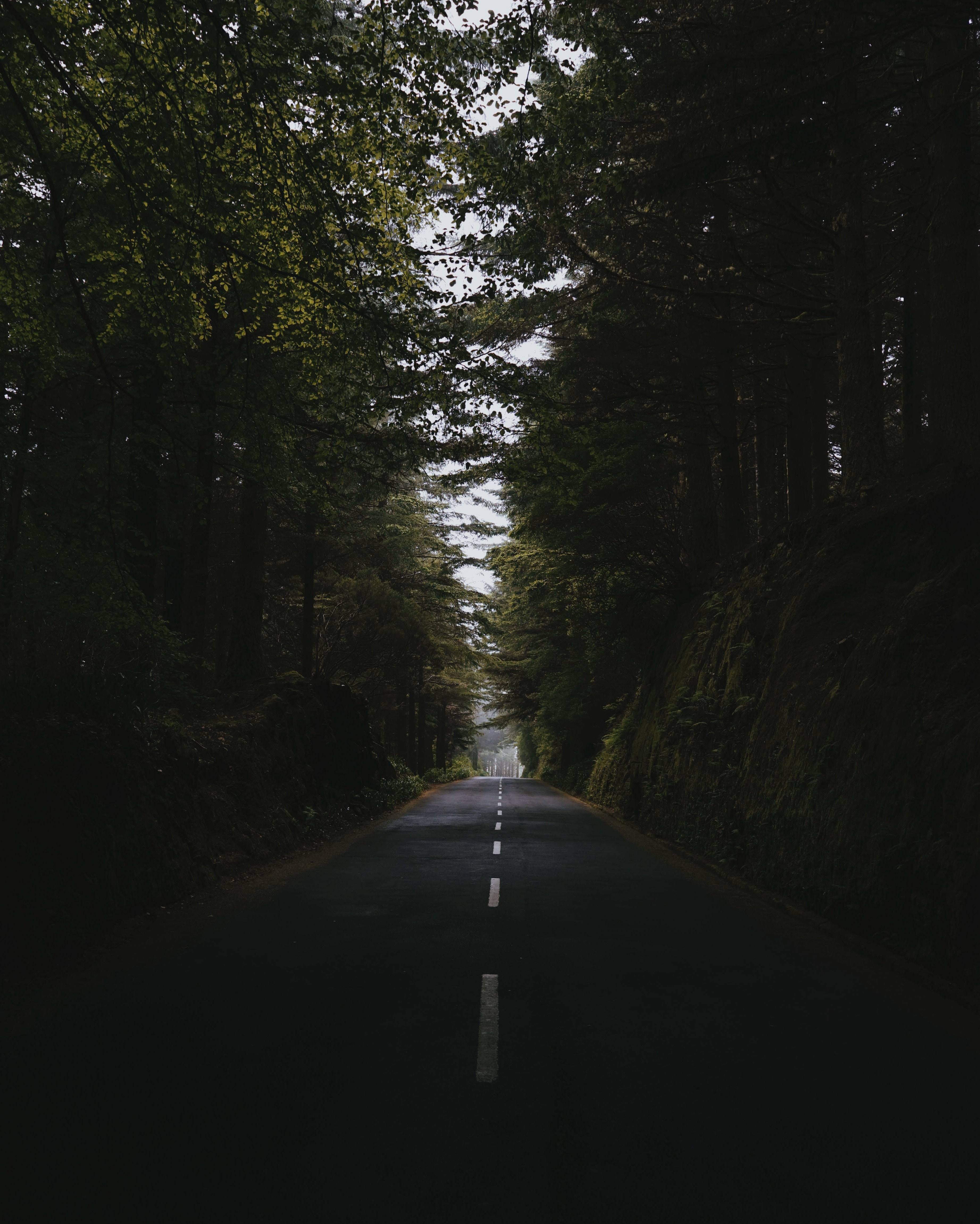 asphalt, trees, nature, road, markup, forest, path, way Phone Background