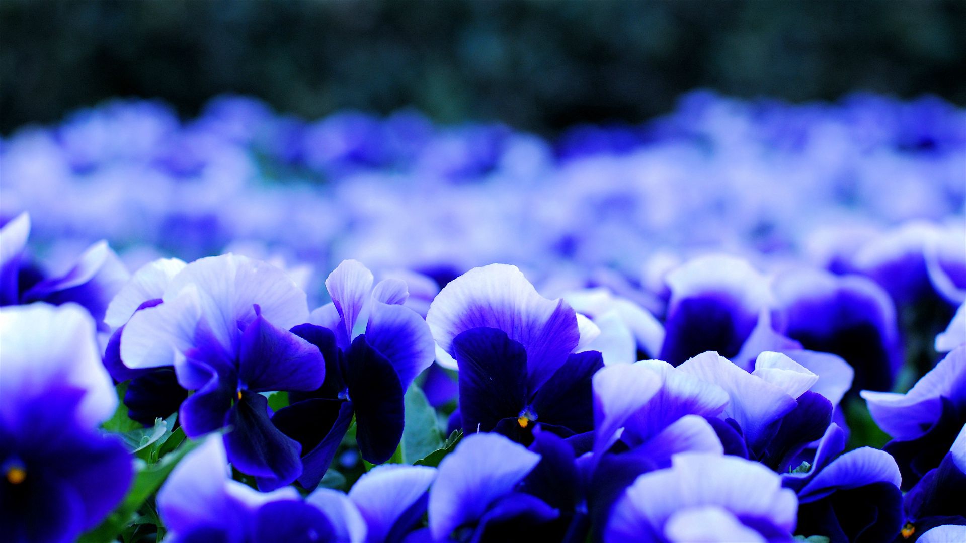 Pansies viol, viola, flowers, petals Lock Screen