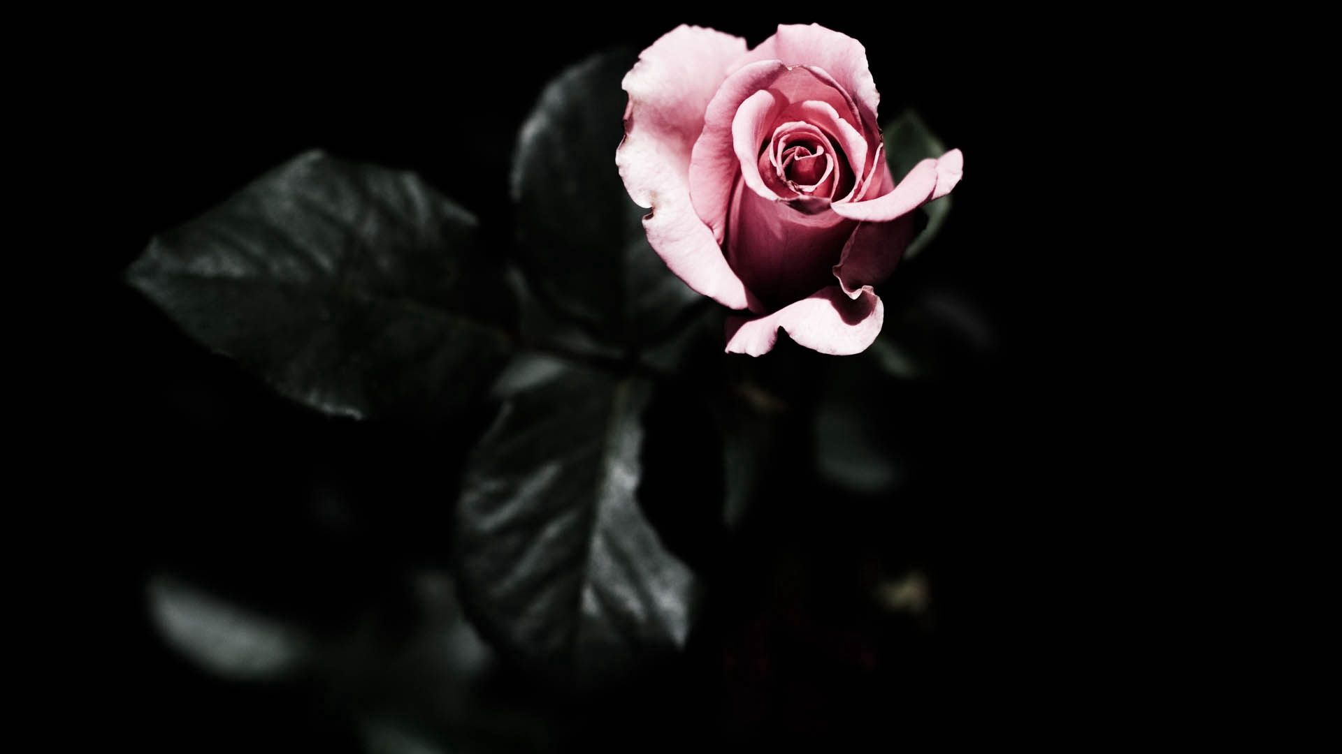 rose, flowers, plant, rose flower, petals