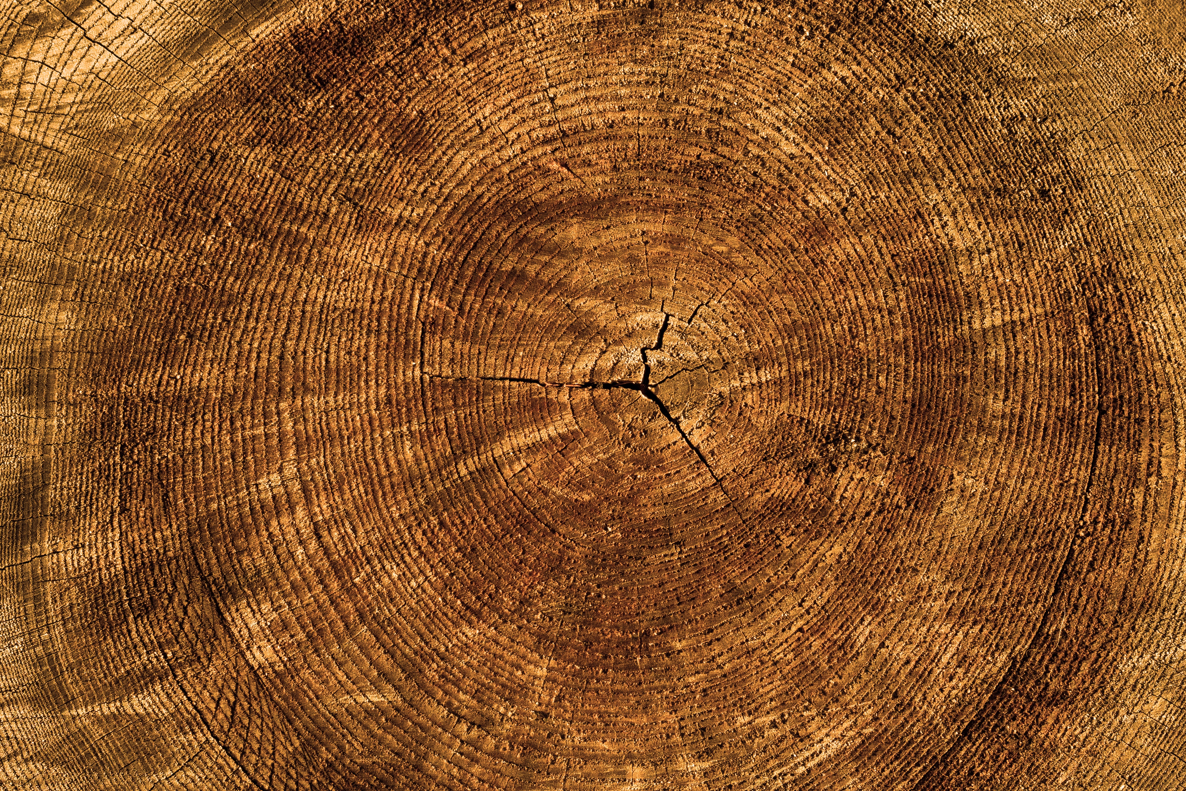 Download mobile wallpaper Textures, Wood, Tree, Texture, Trunk for free.