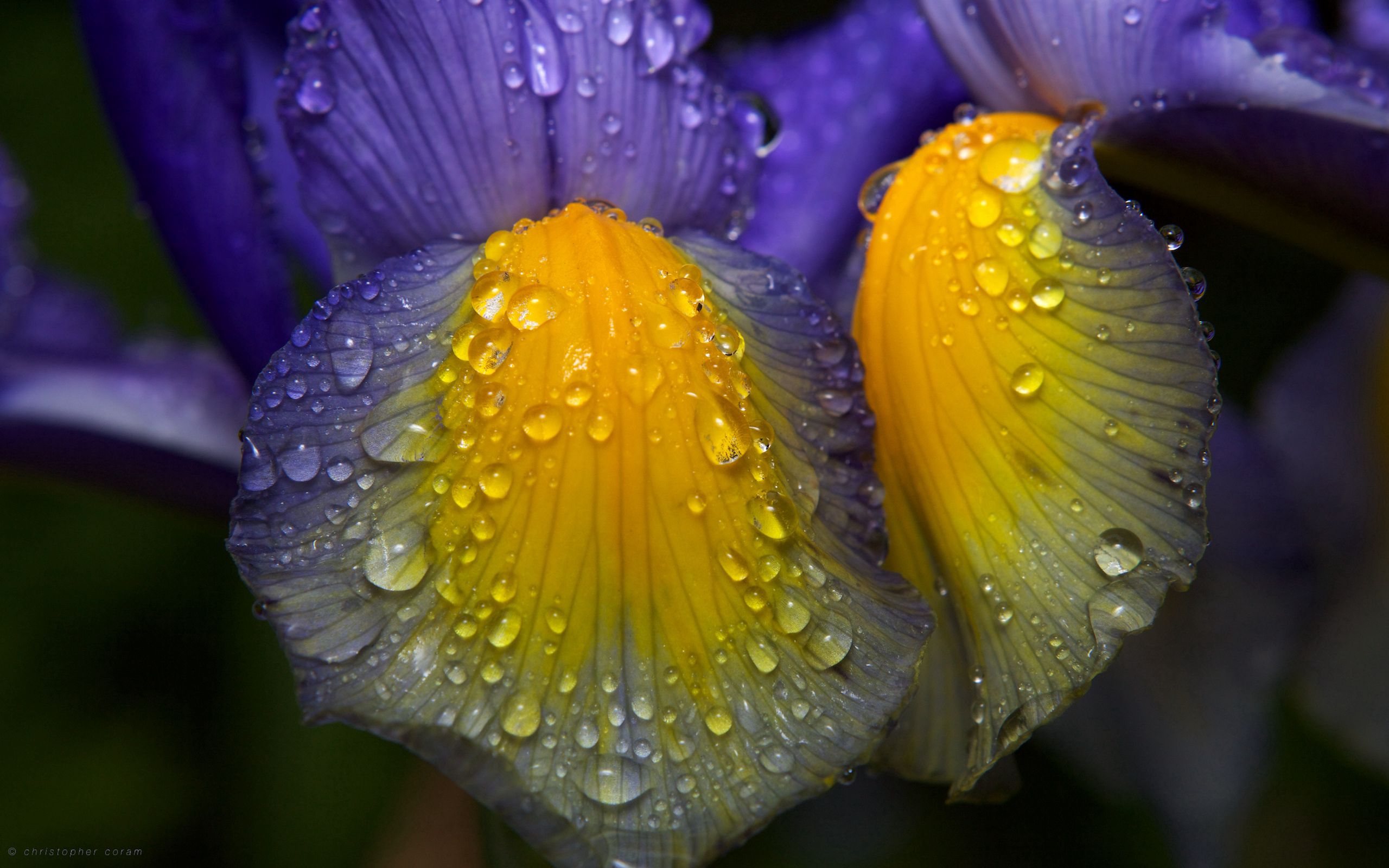 Laden Sie das Drops, Blume, Pflanze, Makro, Dunkel, Flecken, Spots, Tau-Bild kostenlos auf Ihren PC-Desktop herunter