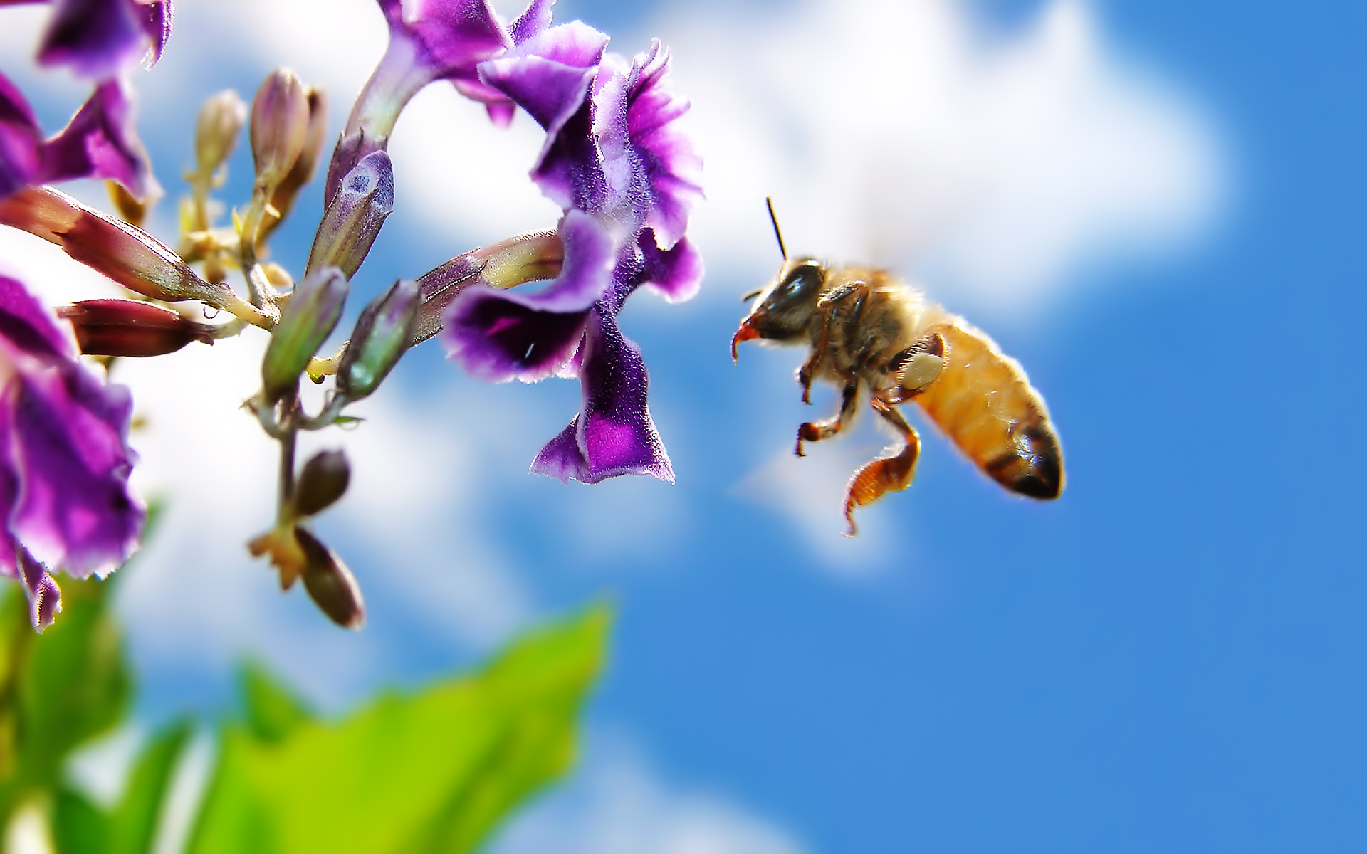 522981 скачать обои животные, насекомые, пчела - заставки и картинки бесплатно