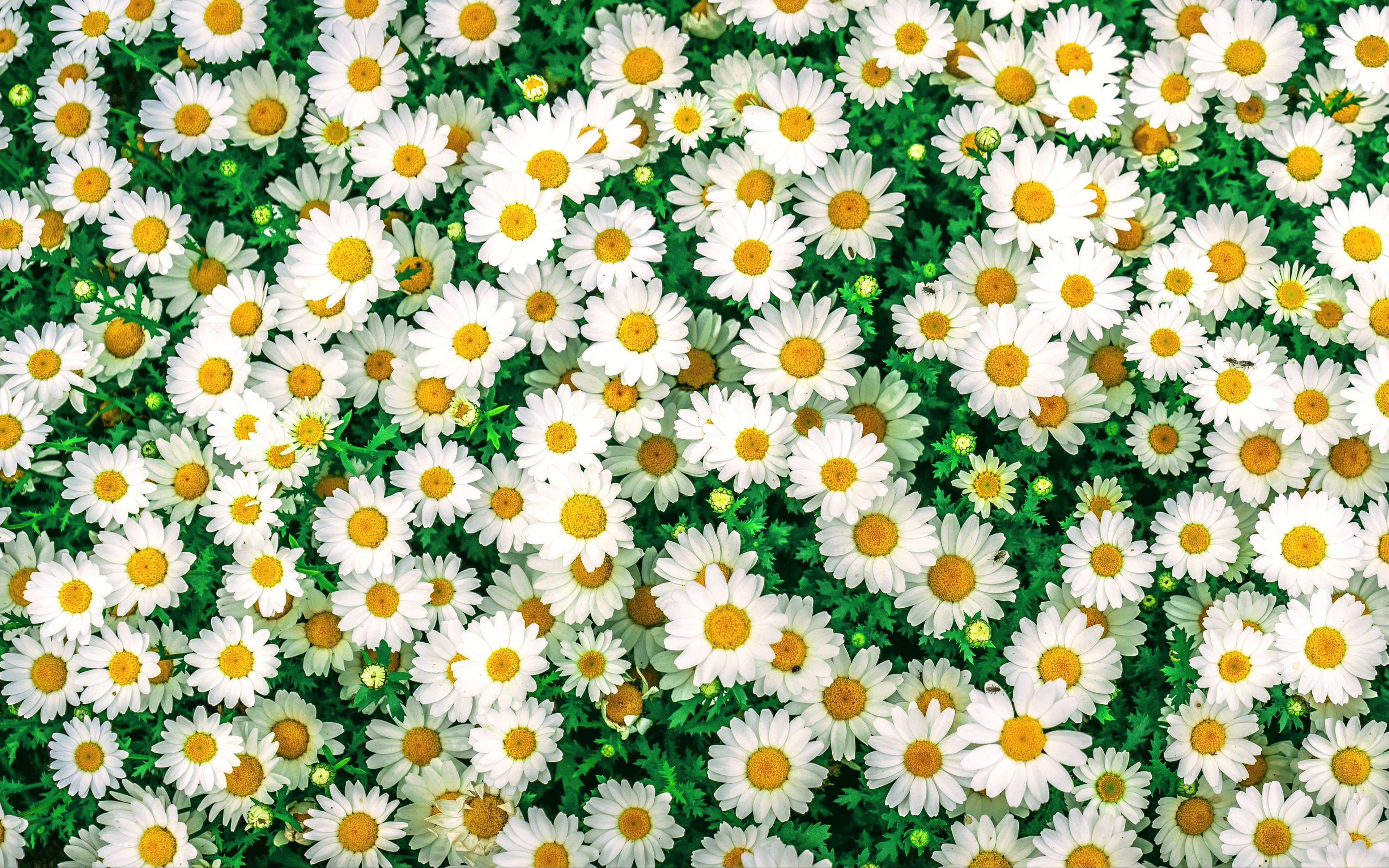 Download mobile wallpaper Flowers, Camomile, Earth, Daisy for free.