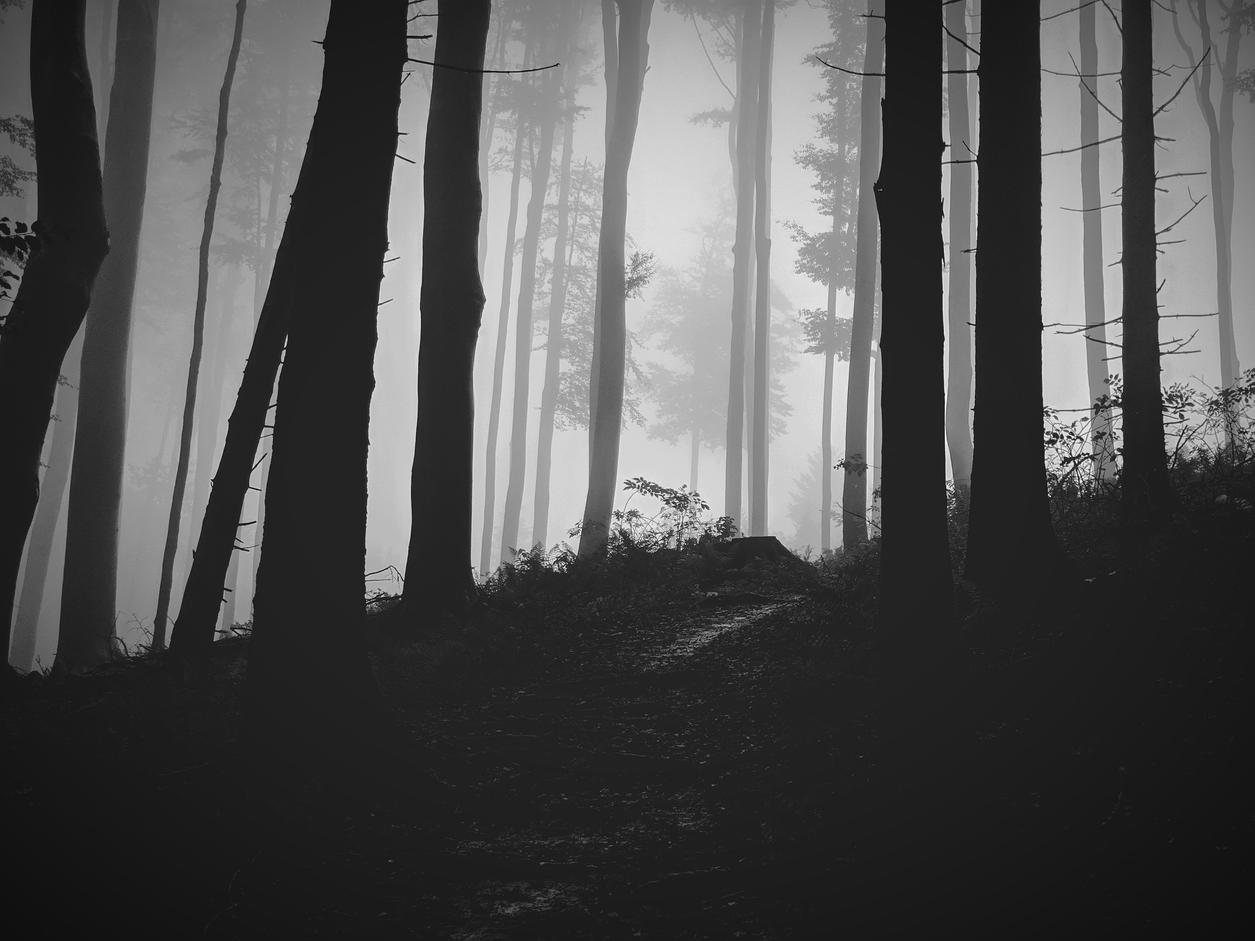 nature, forest, fog, chb Phone Wallpaper