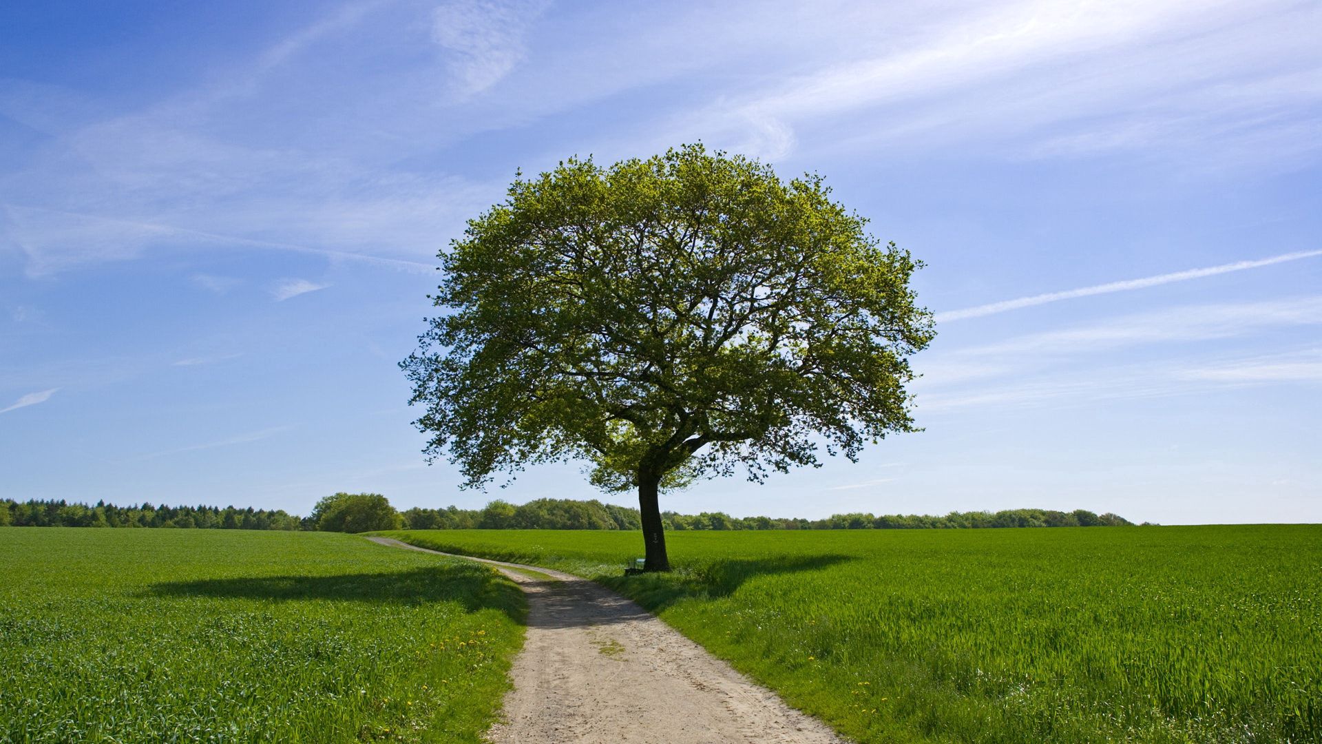 Popular Tree Image for Phone