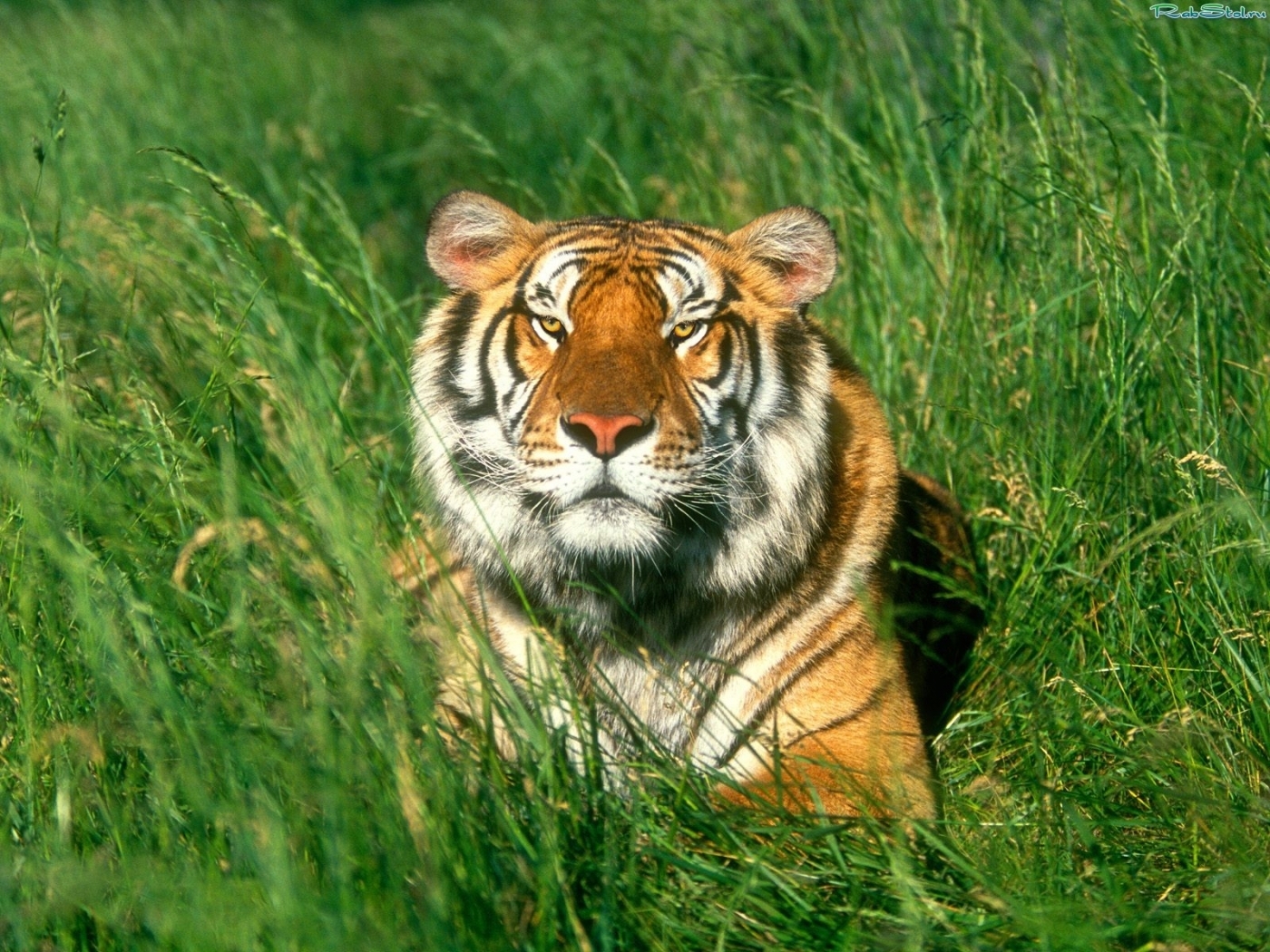 27051 descargar fondo de pantalla tigres, animales, verde: protectores de pantalla e imágenes gratis