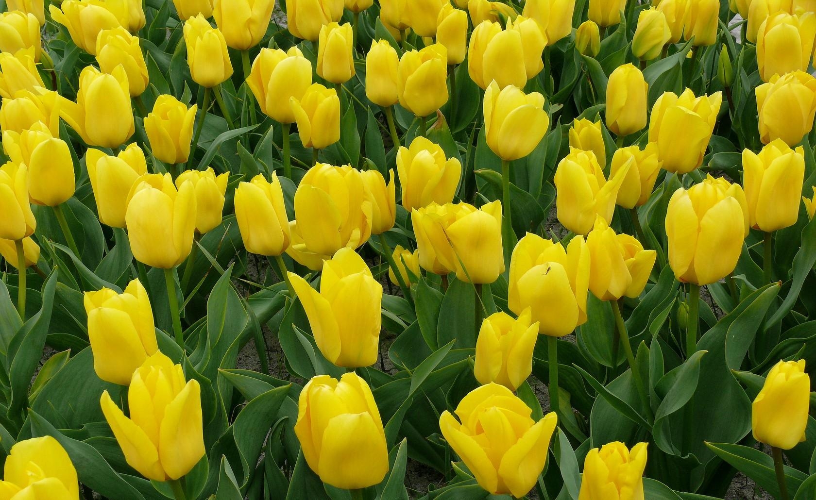 62792 скачать обои тюльпаны, цветы, желтые, клумба - заставки и картинки бесплатно