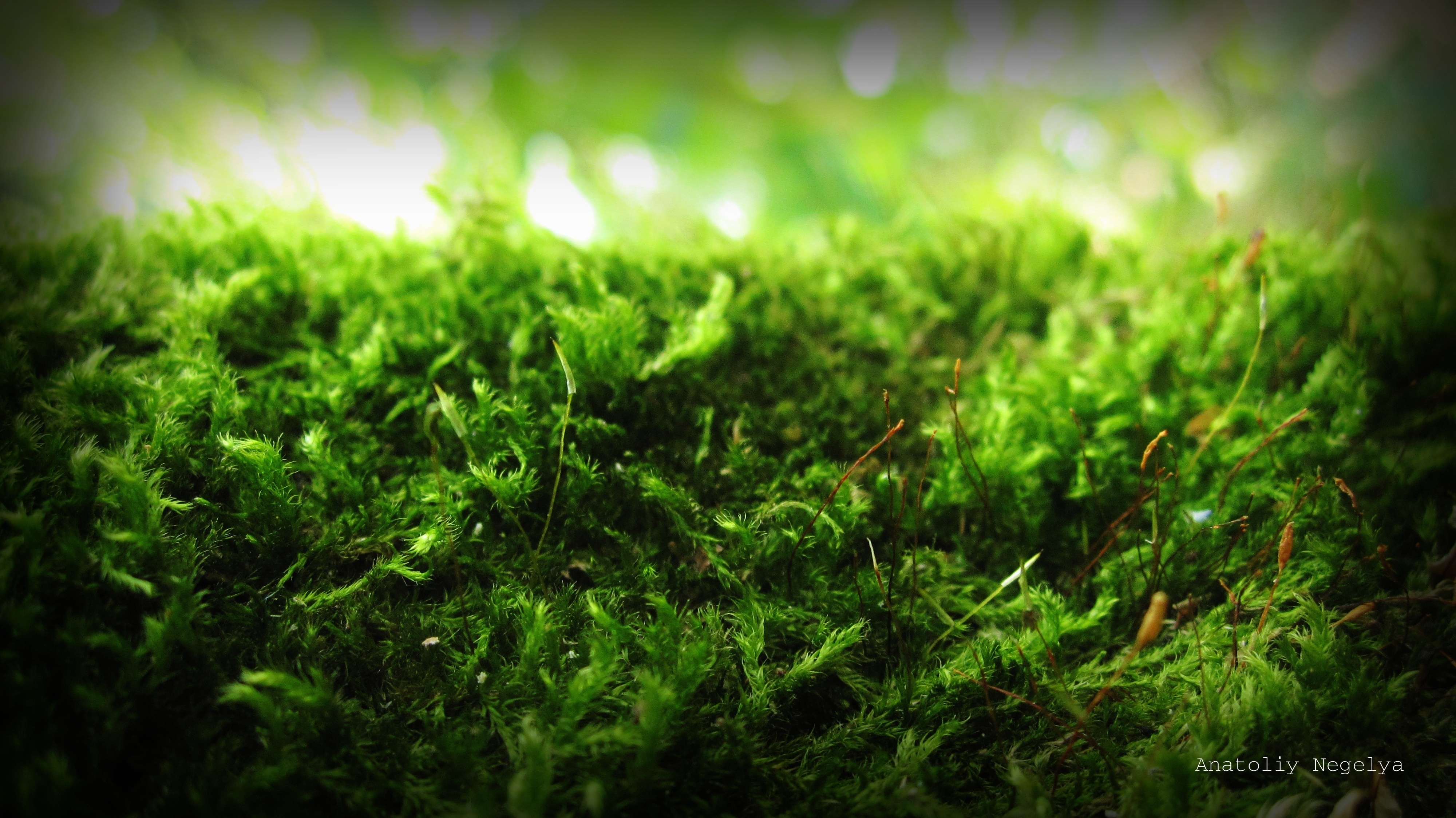green, macro, moss, signature, anatoliy nigelya