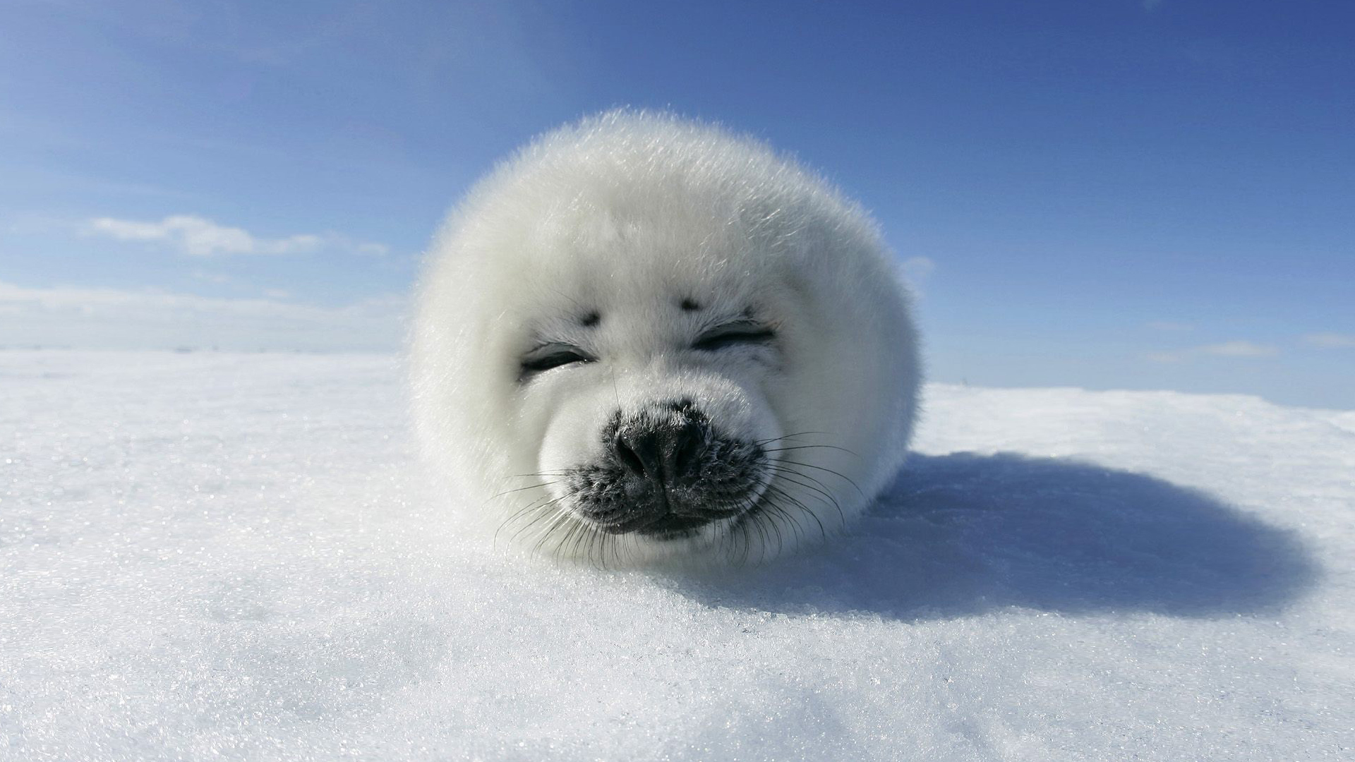 1521150 descargar fondo de pantalla hielo, foca arpa, foca, focas, animales: protectores de pantalla e imágenes gratis