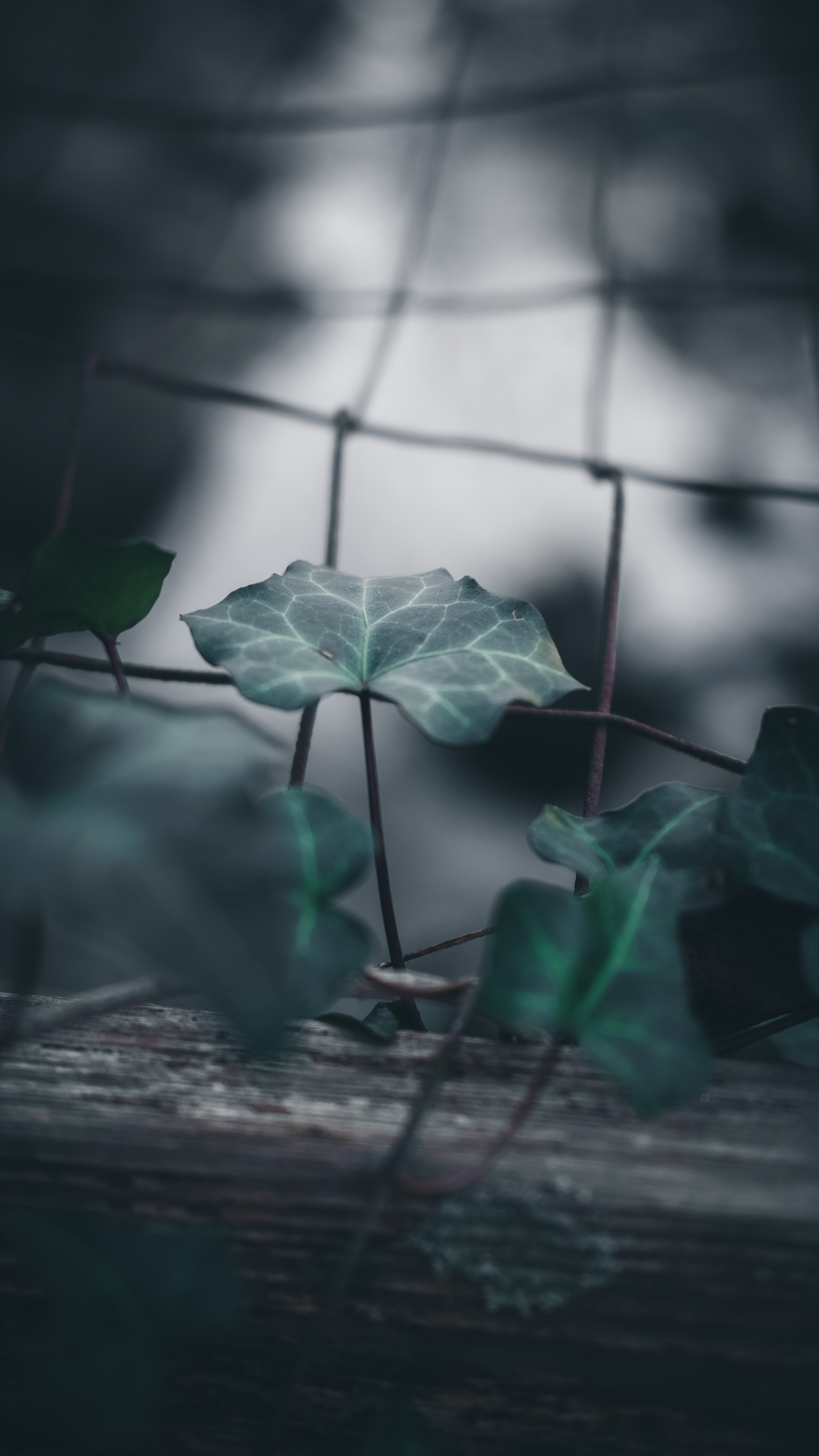 fence, leaf, smooth, macro Ultrawide Wallpapers