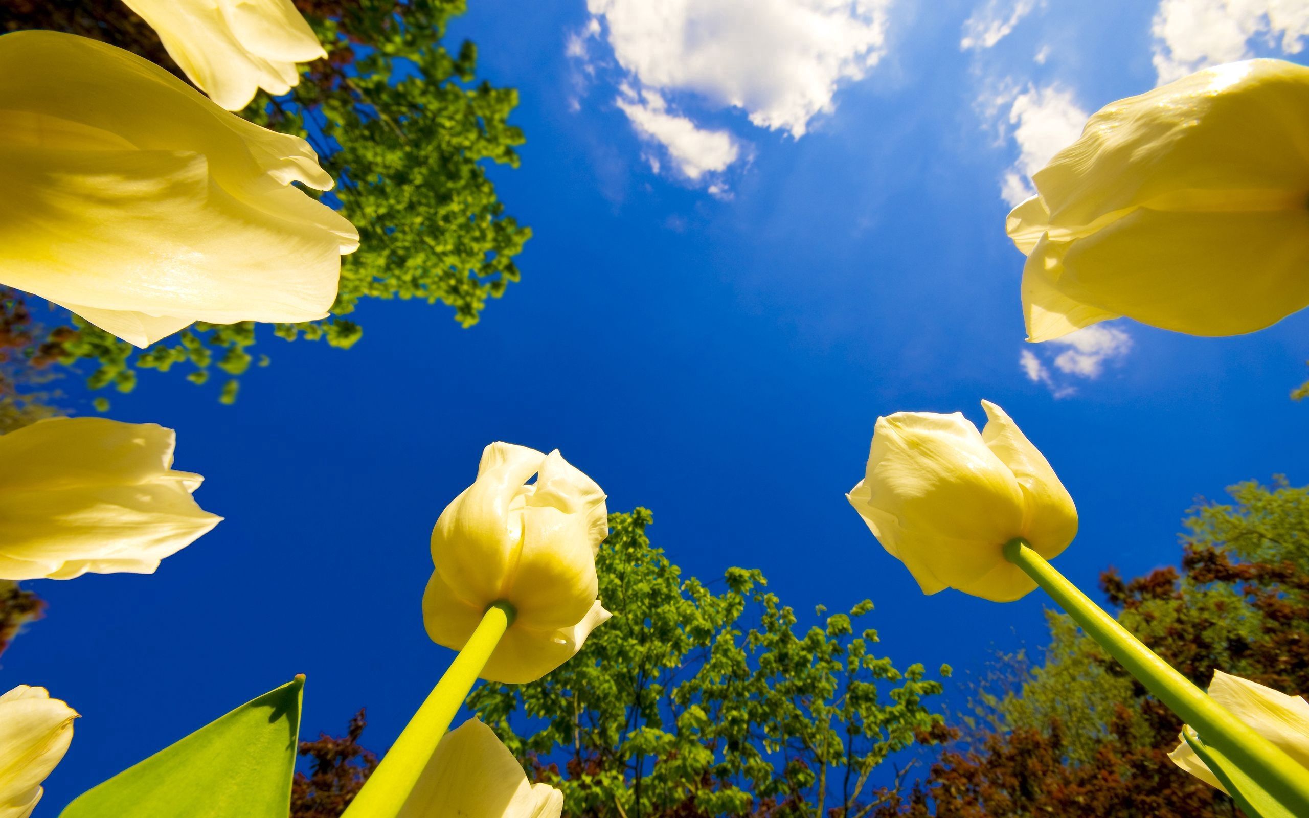 52729 Salvapantallas y fondos de pantalla Flores en tu teléfono. Descarga imágenes de cielo, tulipanes, árboles, soleado gratis