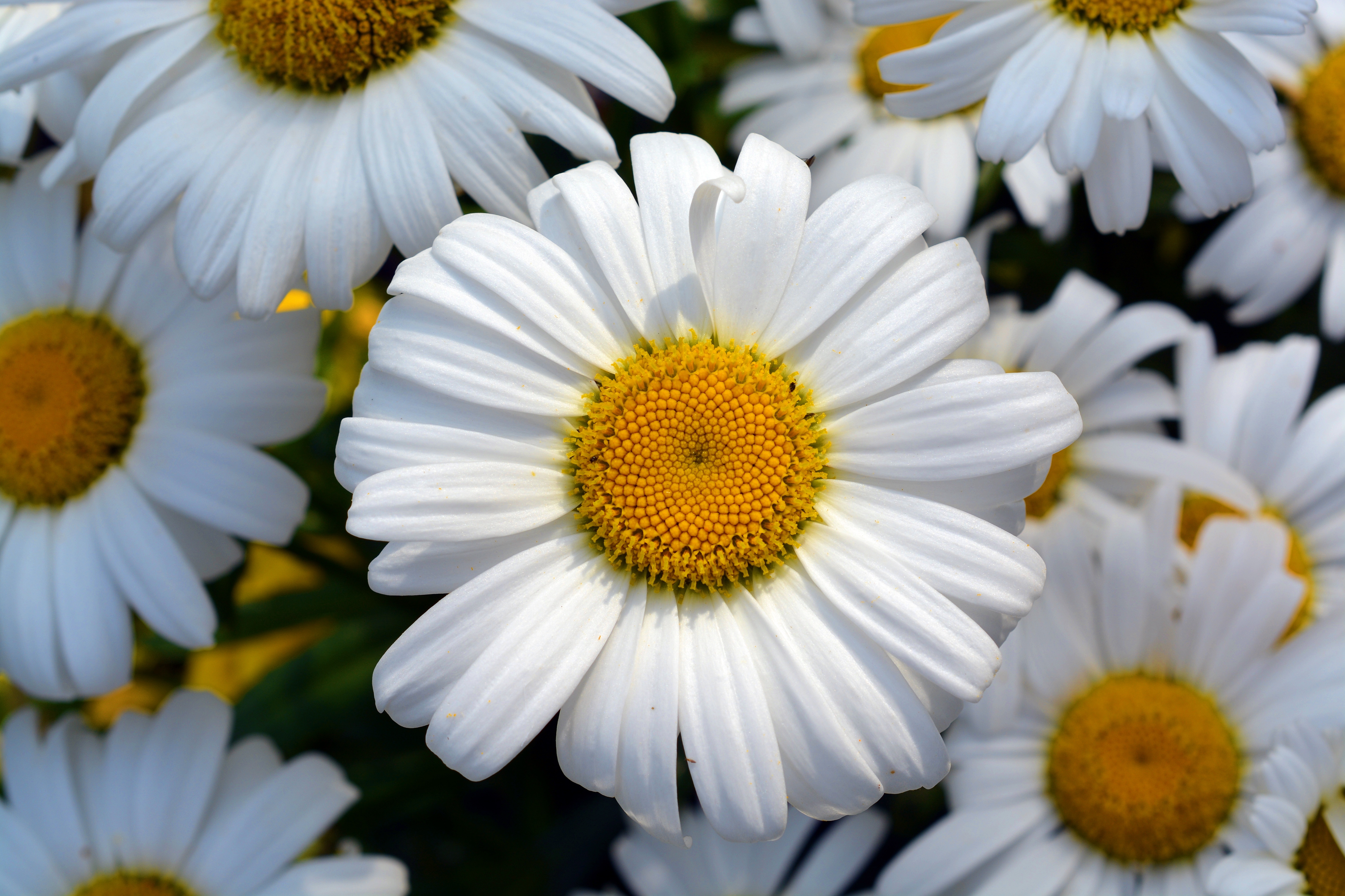 Laden Sie das Blumen, Kamille, Blume, Blütenblätter, Feld-Bild kostenlos auf Ihren PC-Desktop herunter