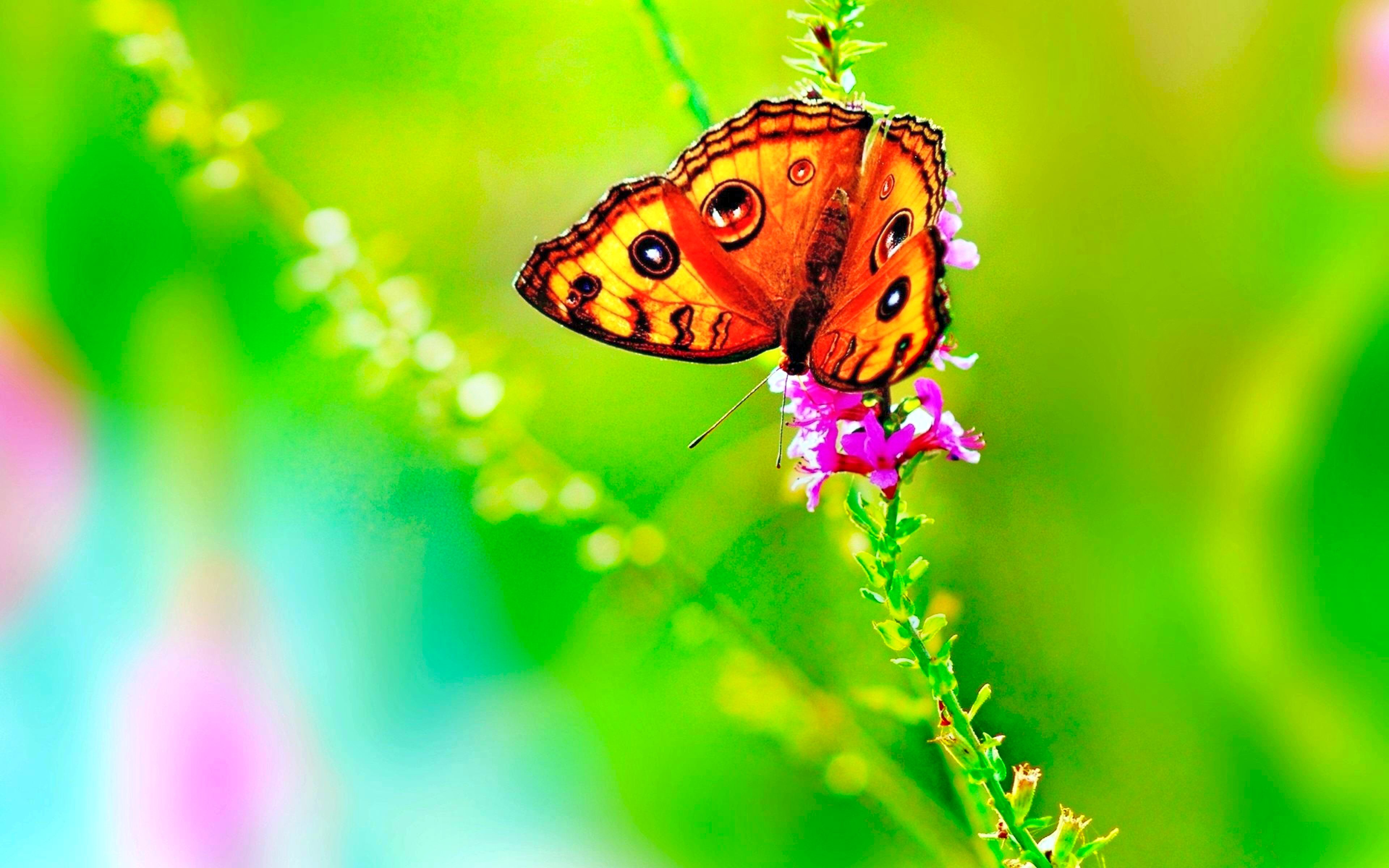 colorful, green, animal, spring HD Background