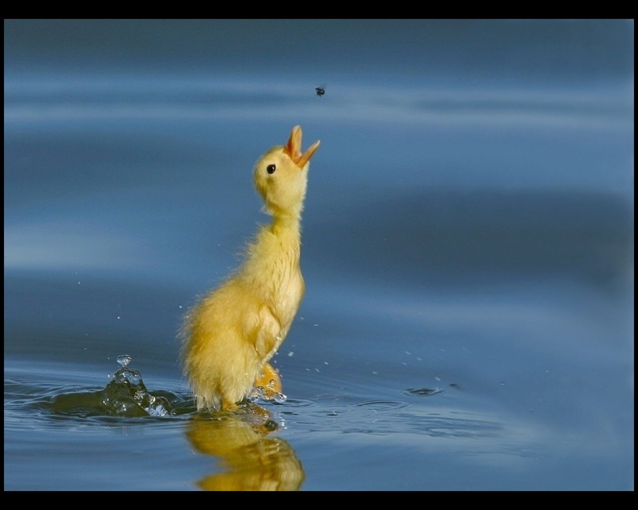 animal, duck, bird, water