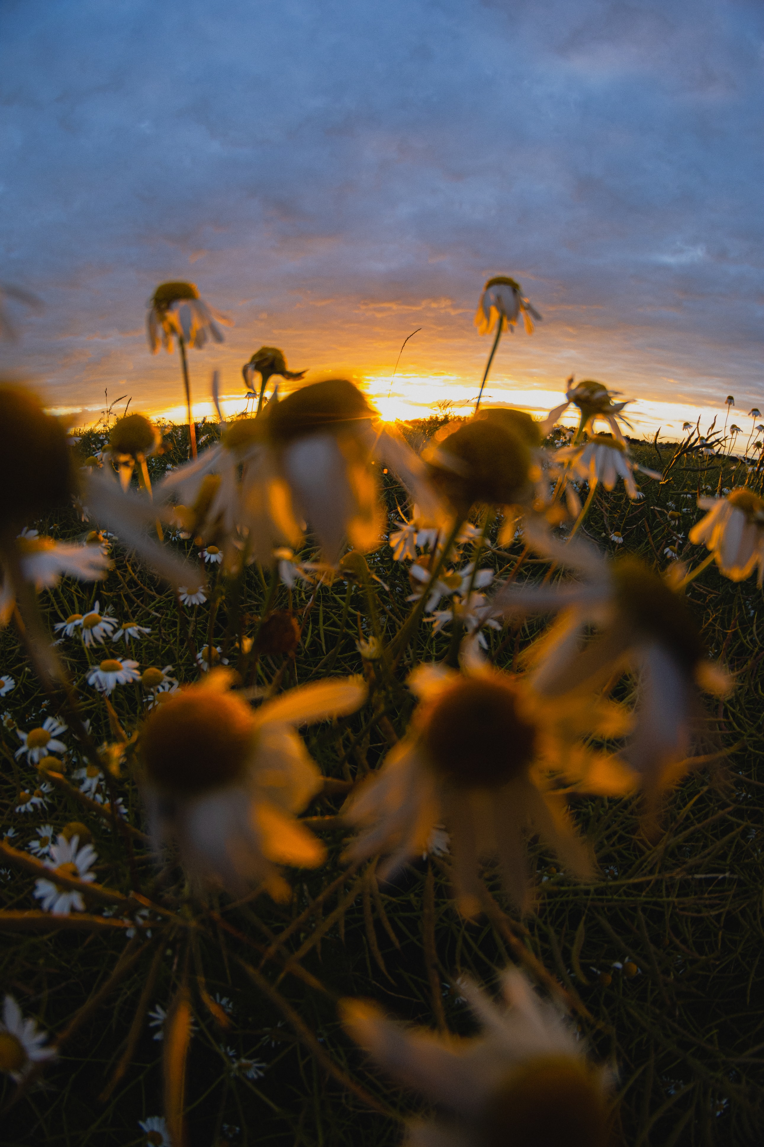 Phone Background Full HD camomile, grass, flowers, chamomile