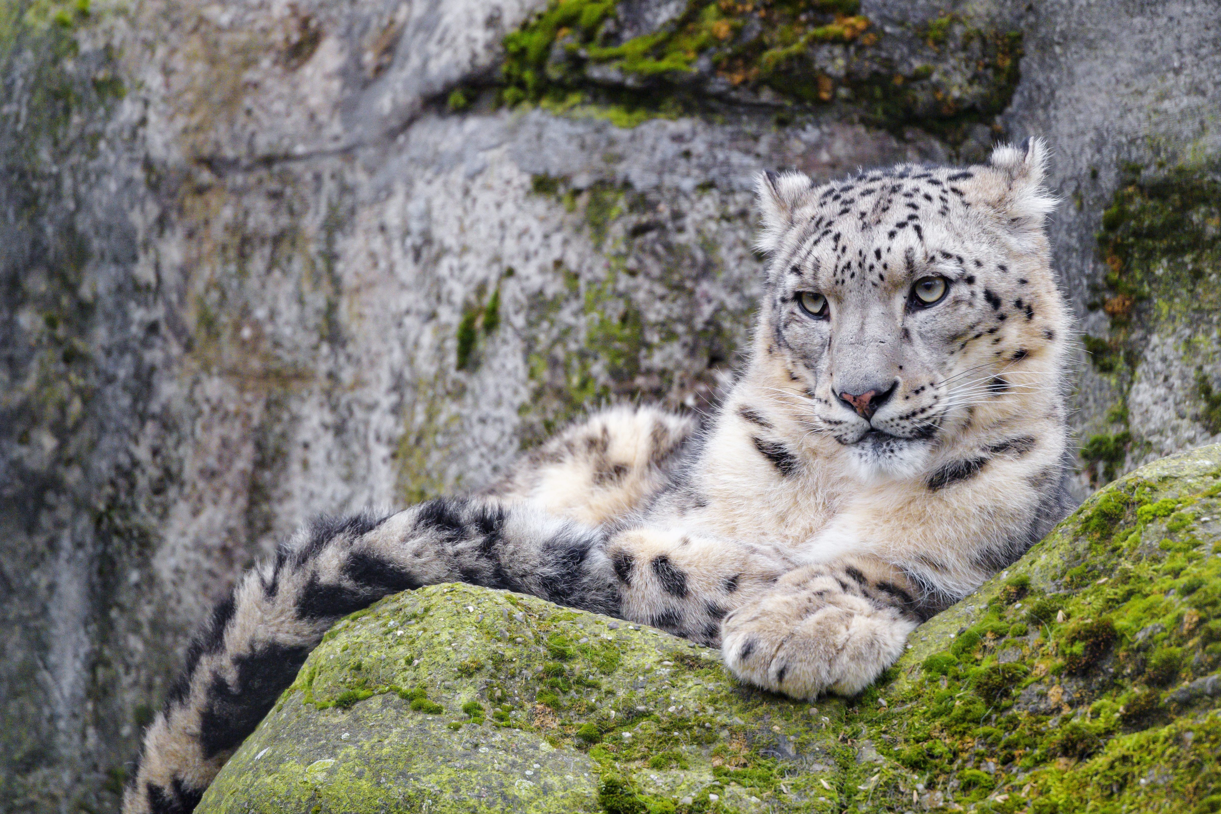 151969 Screensavers and Wallpapers Snow Leopard for phone. Download animals, snow leopard, predator, sight, opinion, wildlife, irbis pictures for free