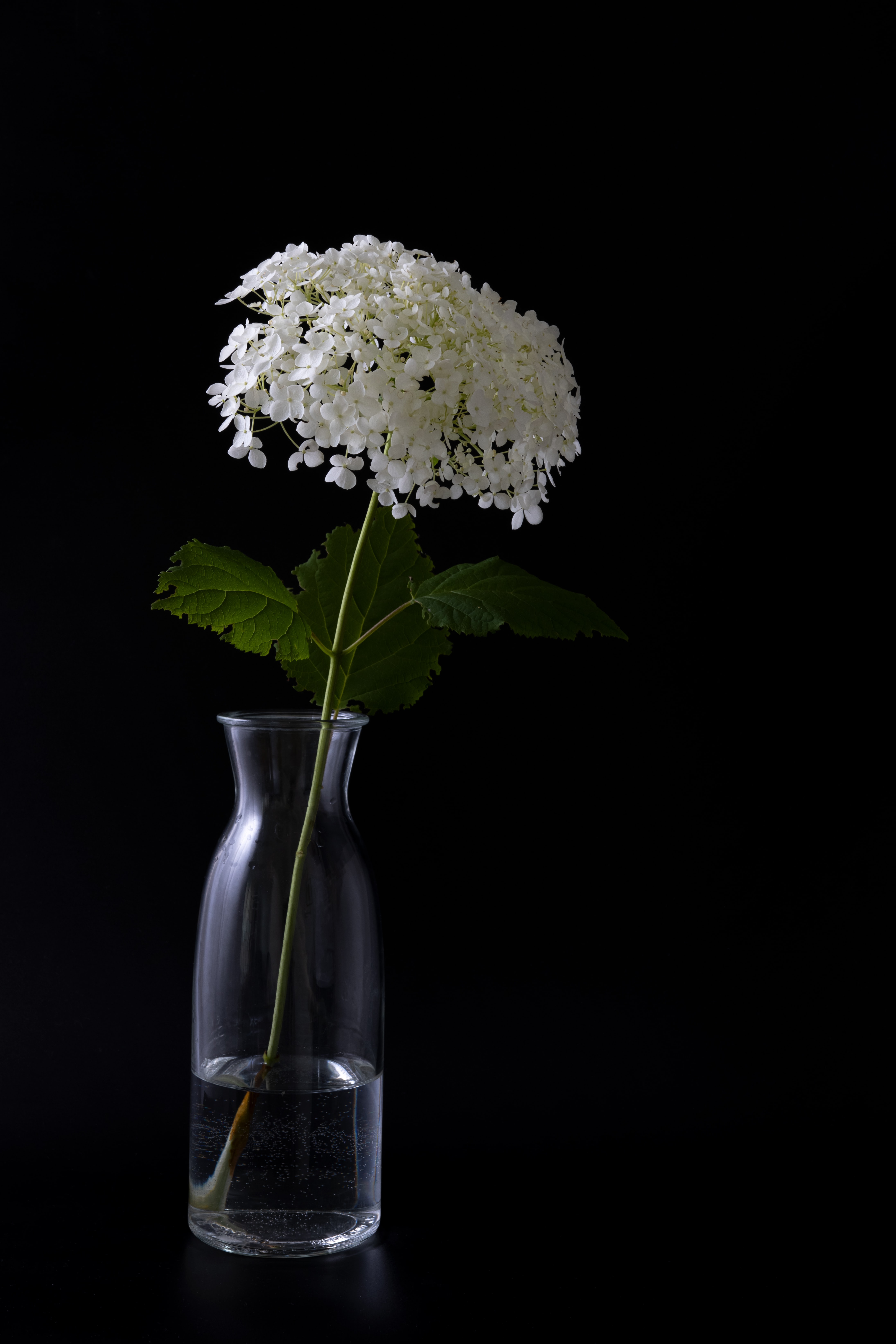 Cool Backgrounds flowers, hydrangea, black Vase