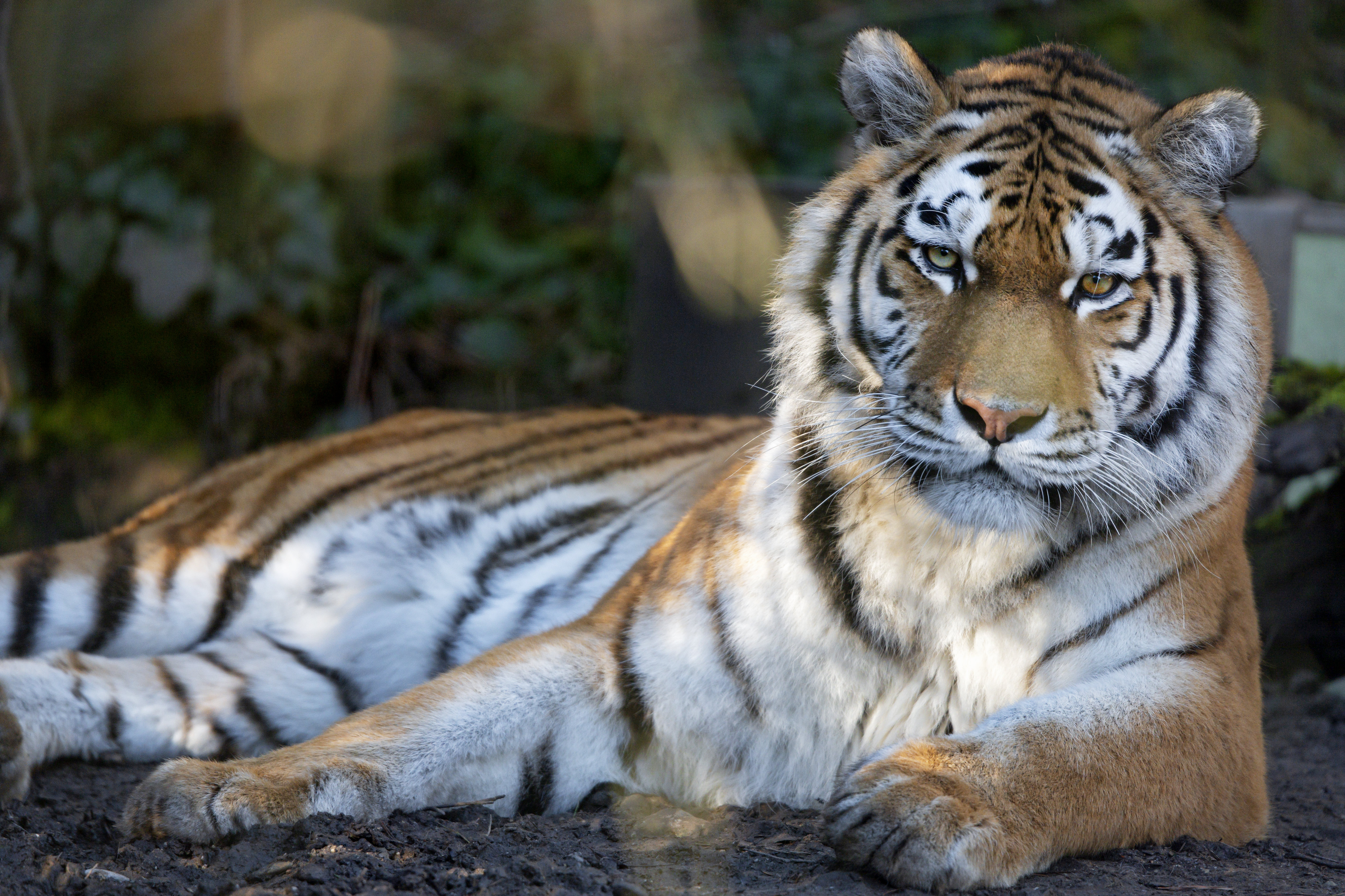69806 Bild herunterladen tiger, tiere, raubtier, predator, große katze, big cat, meinung, sicht, streifen - Hintergrundbilder und Bildschirmschoner kostenlos