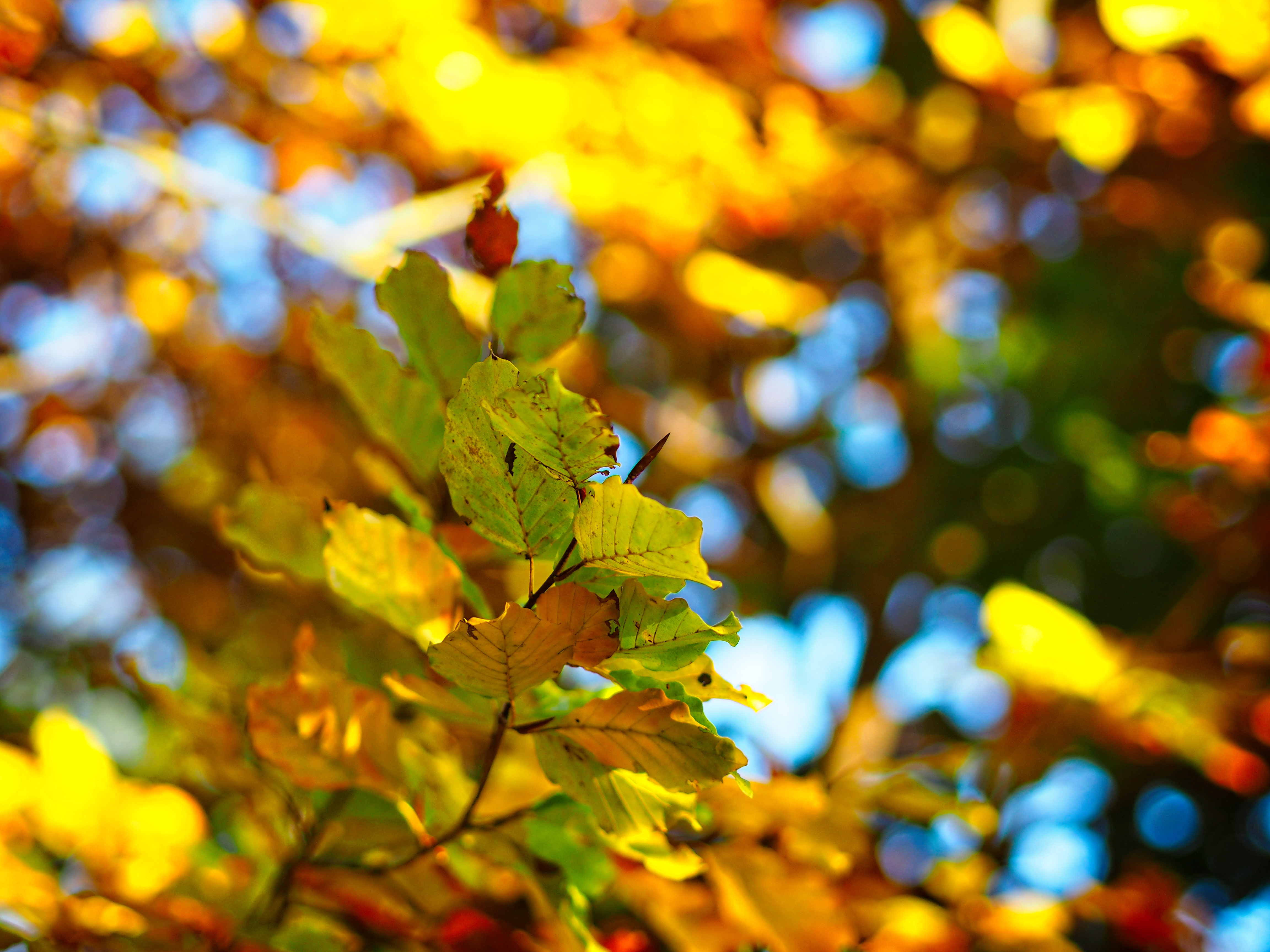 blur, leaves, nature, autumn, smooth, branch, boquet, bokeh 1080p